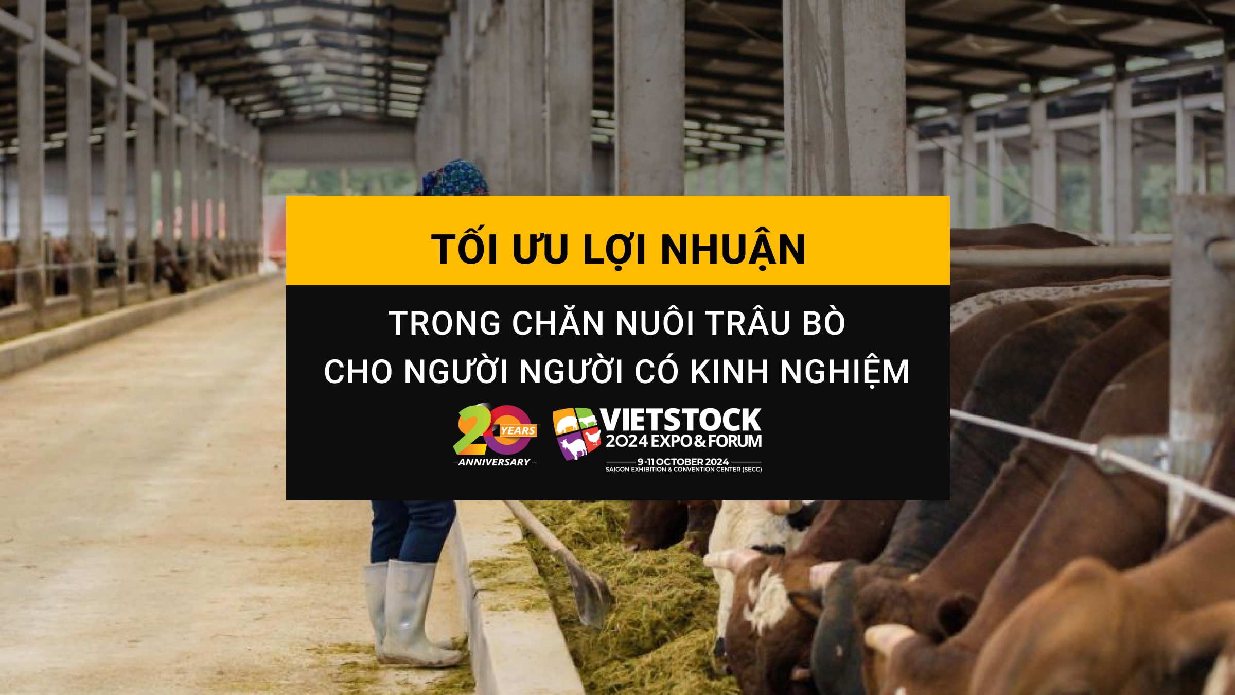 Tối ưu hóa lợi nhuận trong chăn nuôi trâu bò cho người có kinh nghiệm