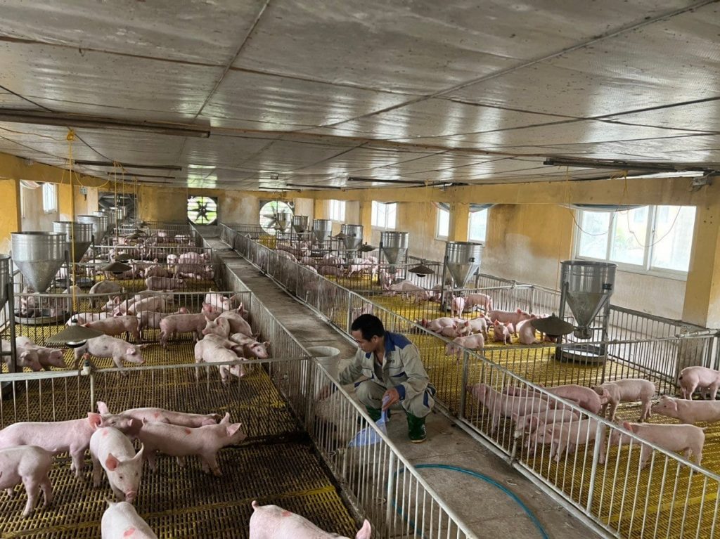 Mô hình chăn nuôi lợn theo trang trại tổng hợp không chỉ giúp nâng cao năng suất, chất lượng sản phẩm mà còn góp phần bảo vệ môi trường và đảm bảo sức khỏe cho người tiêu dùng.