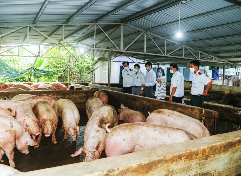 Mô hình chăn nuôi lợn theo hướng bền vững sẽ sử dụng thức ăn an toàn, chăn nuôi theo quy trình an toàn sinh học, đảm bảo chất lượng sản phẩm