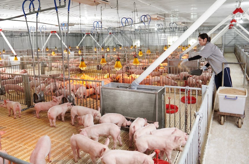 Mô hình chăn nuôi lợn theo công nghệ cao đang dần trở thành xu hướng tất yếu trong ngành chăn nuôi Việt Nam