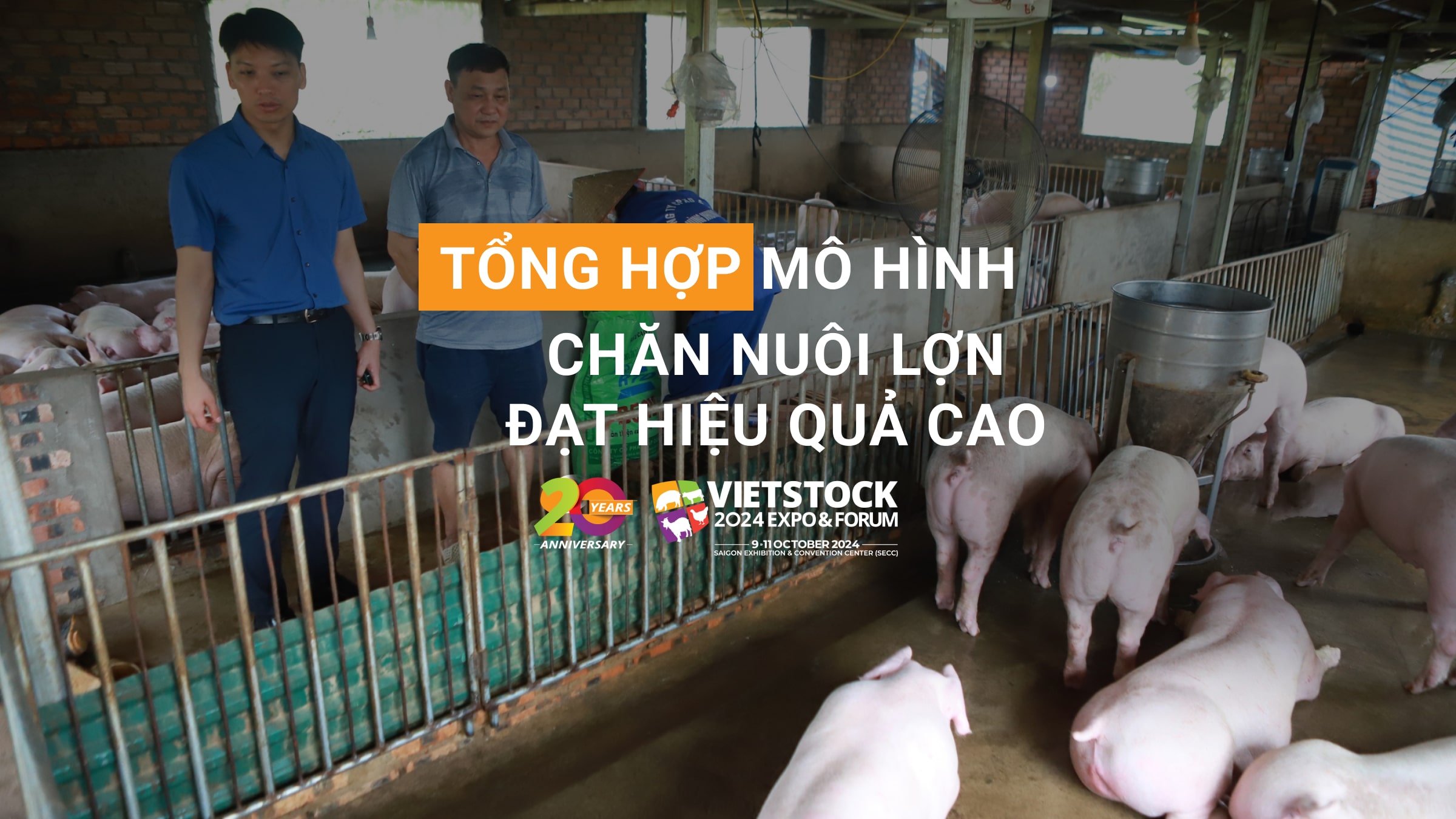 Tổng hợp mô hình chăn nuôi lợn đạt hiệu quả cao hiện nay