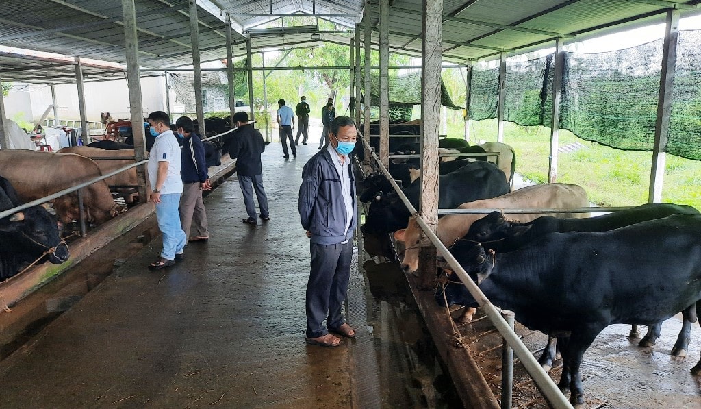 Ngành chăn nuôi trâu bò đóng vai trò quan trọng trong nền kinh tế Việt Nam, góp phần đảm bảo an ninh lương thực, tạo việc làm và thúc đẩy phát triển nông thôn