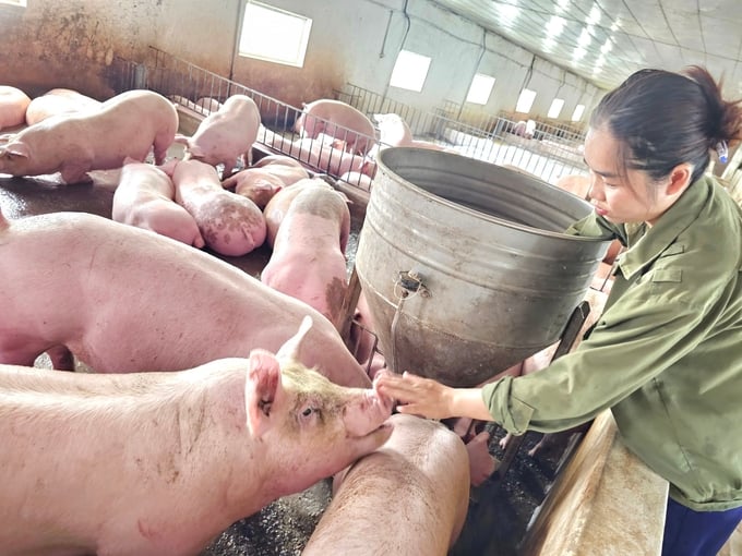 Chất lượng nguyên liệu thức ăn tác động trực tiếp đến sức khỏe và sự phát triển của lợn