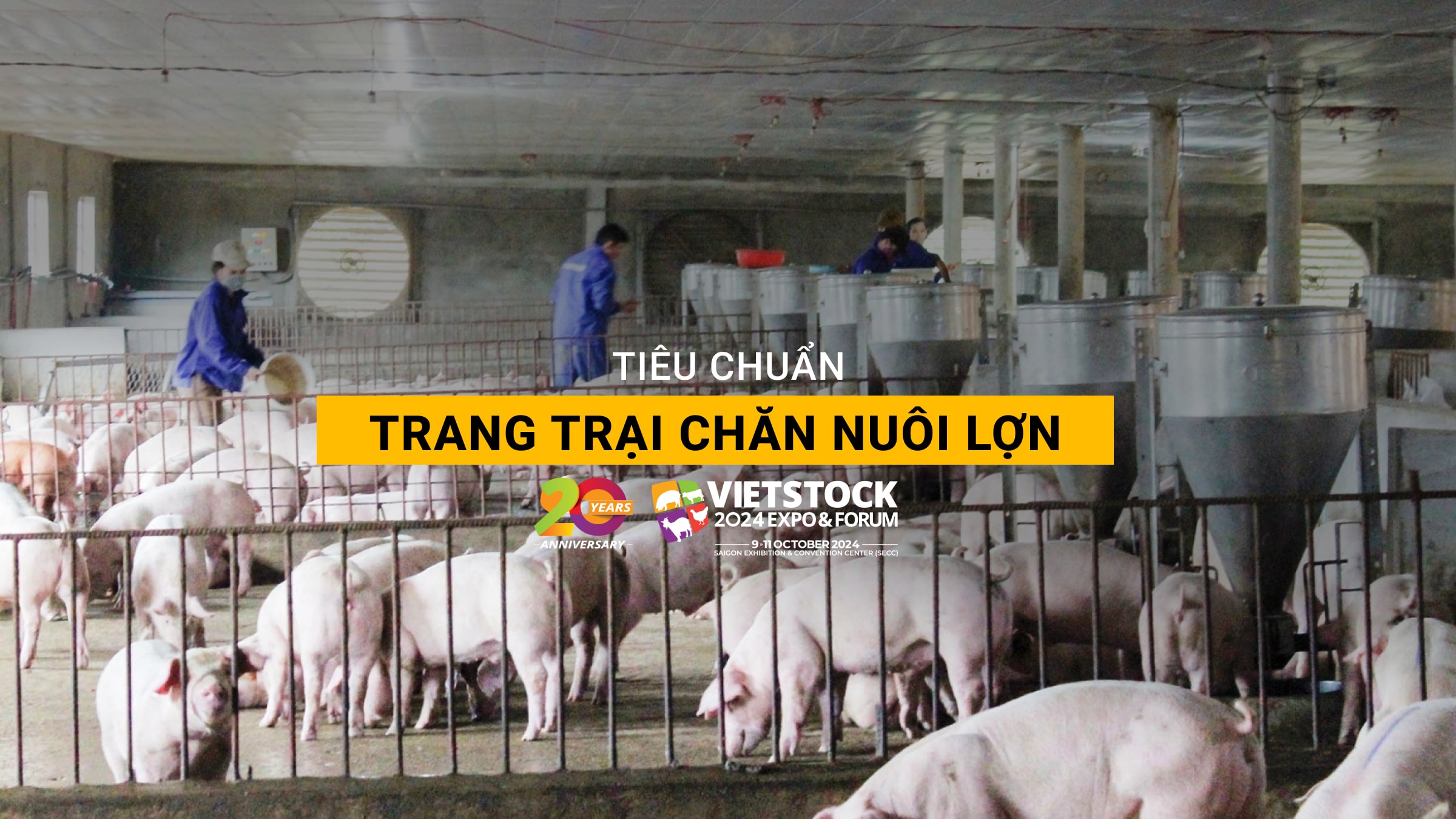 Trang trại chăn nuôi lợn đạt tiêu chuẩn - Những điều cần biết