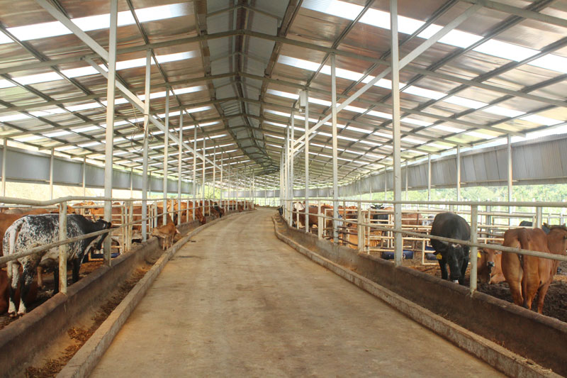 Xu hướng thay đổi liên tục đòi hỏi người chăn nuôi cần cập nhật thường xuyên để có những định hướng sản xuất phù hợp