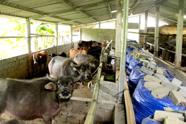 Trang bị kiến thức, đầu tư vào công nghệ và áp dụng các kỹ thuật tiên tiến để nâng cao hiệu quả chăn nuôi, gia tăng lợi nhuận