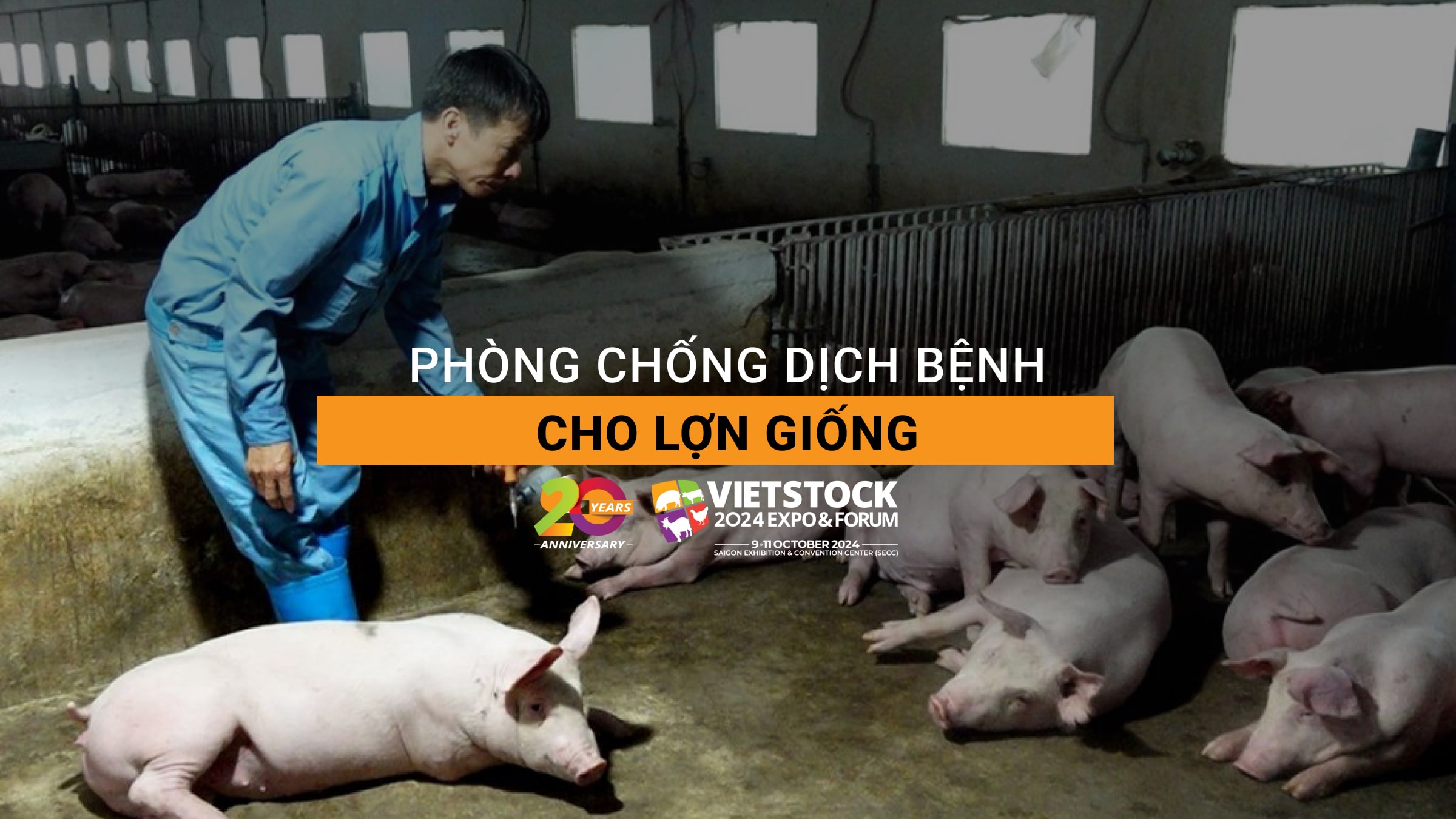 Hướng dẫn biện pháp phòng chống dịch bệnh cho lợn giống