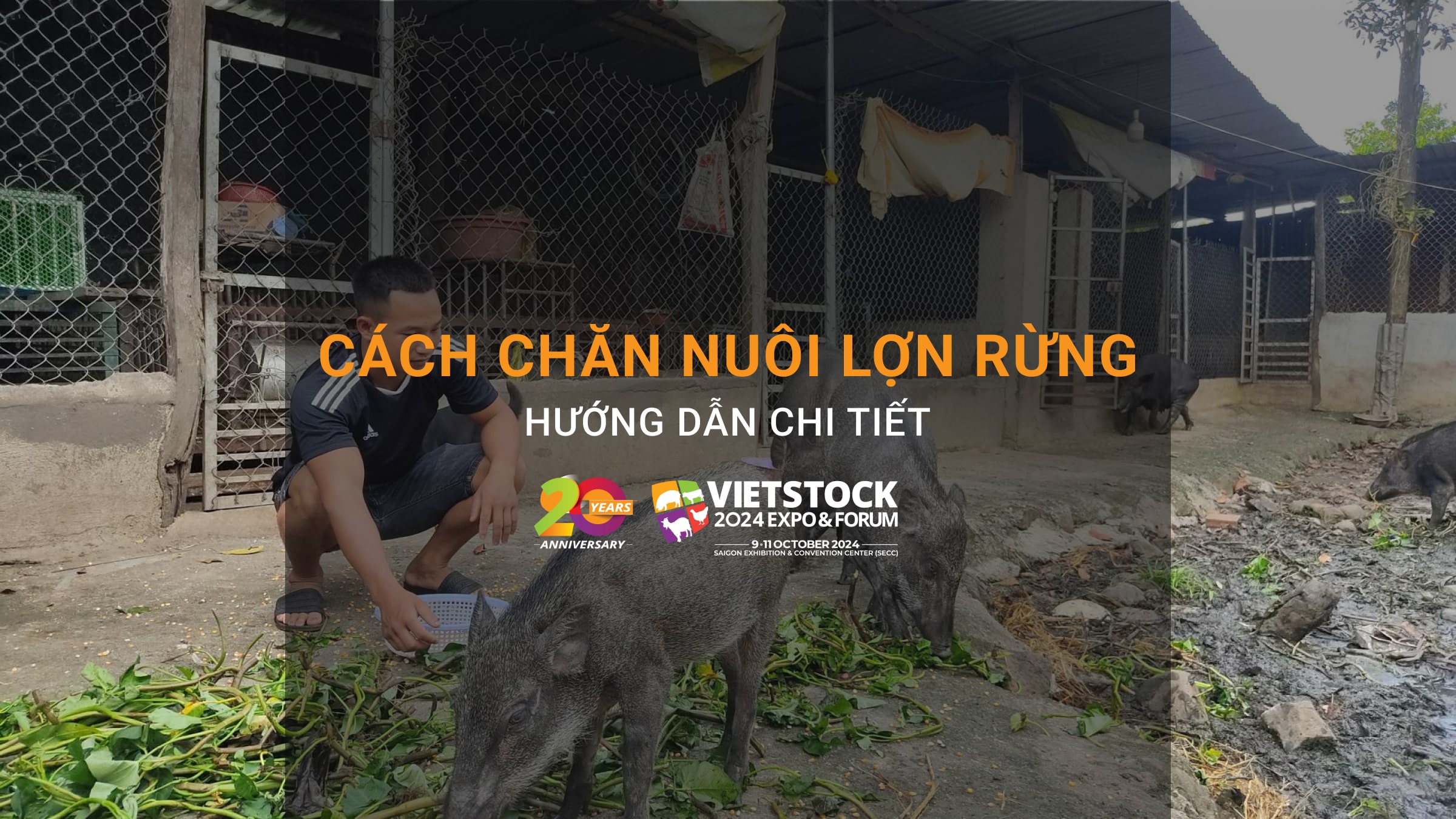 Cách chăn nuôi lợn rừng - Hướng dẫn chi tiết, chia sẻ kinh nghiệm thực tế