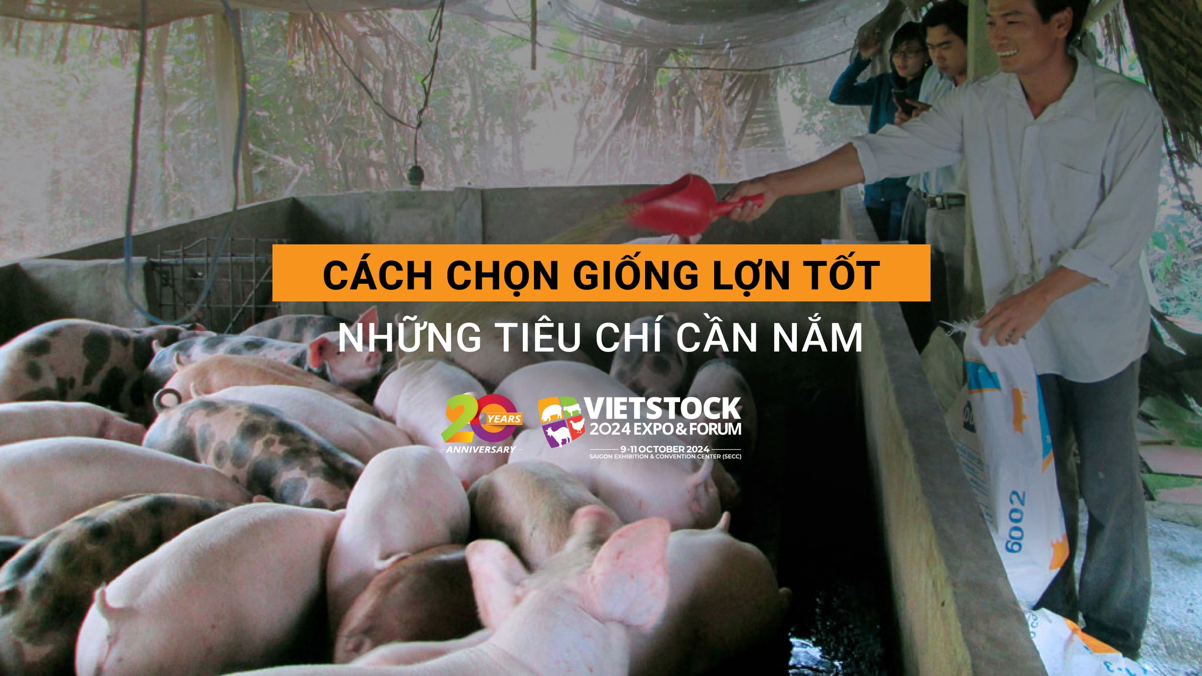 Cách chọn giống lợn tốt - Những tiêu chí quan trọng cần nắm rõ!