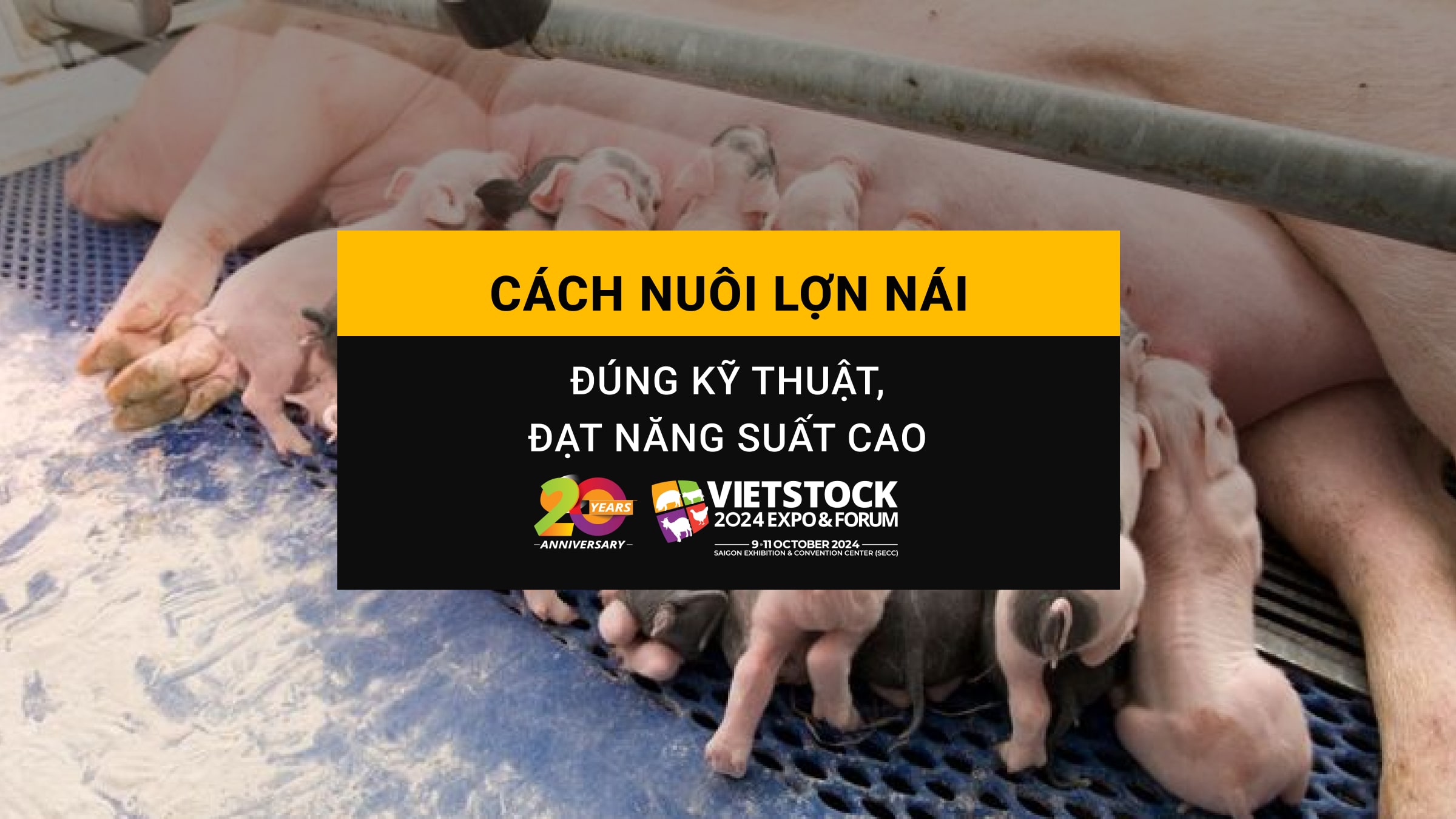 Cách chăn nuôi lợn nái đúng kỹ thuật, đạt năng suất cao