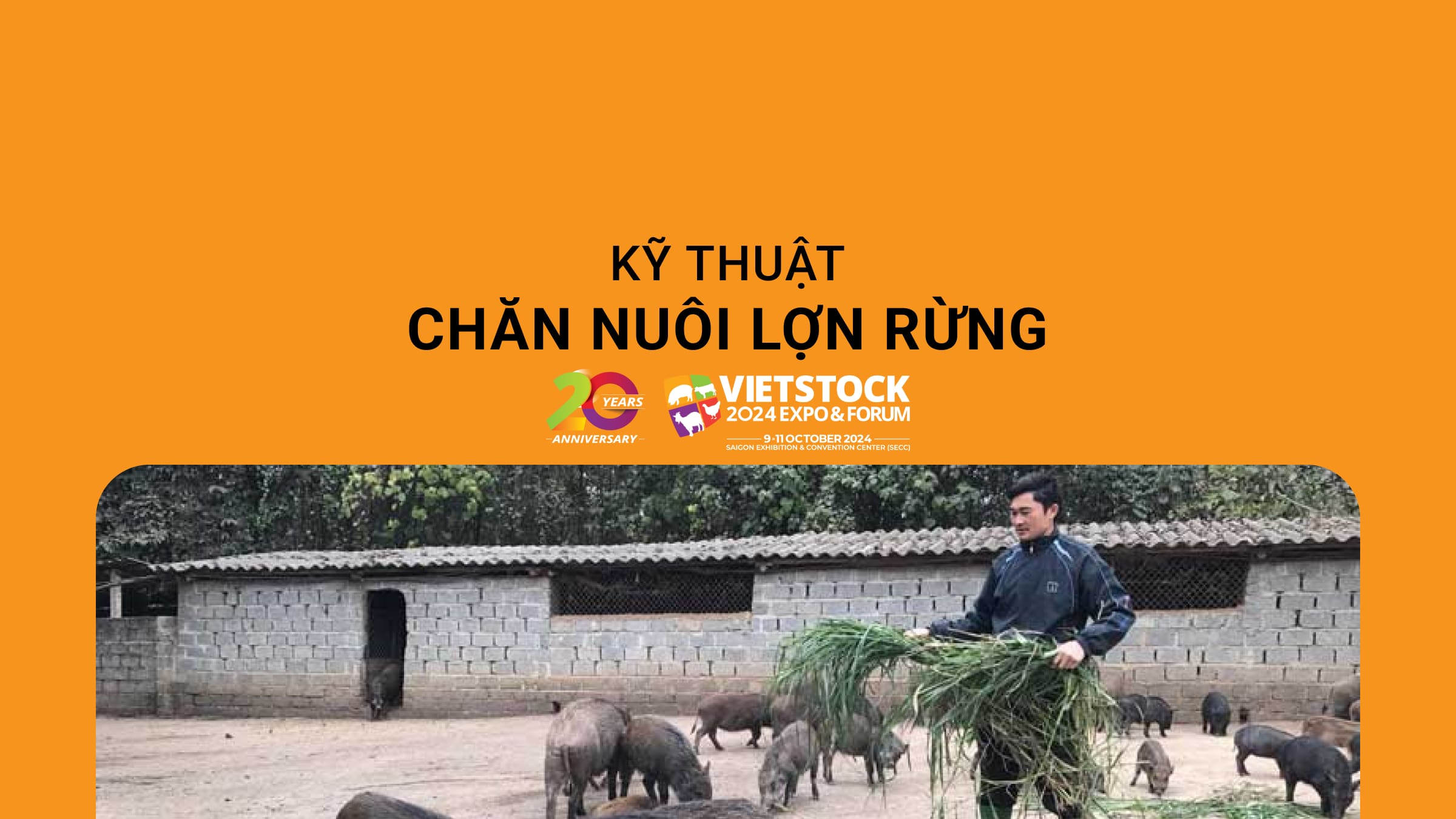 Kỹ thuật chăn nuôi lợn rừng mà người nuôi cần nắm rõ