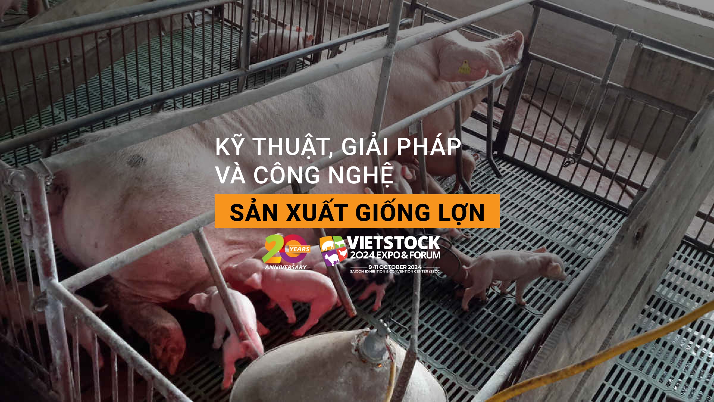 Kỹ thuật, giải pháp và công nghệ sản xuất giống lợn hiện nay