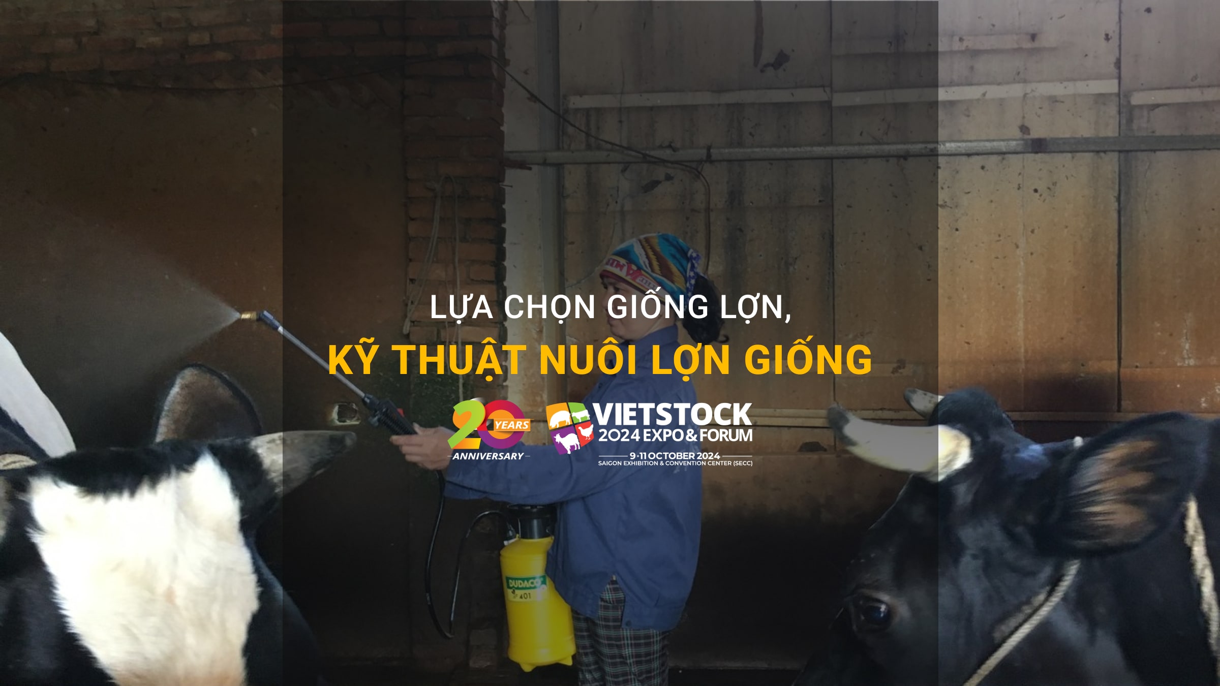 Lựa chọn lợn giống & Kỹ thuật nuôi lợn giống đạt hiệu quả cao