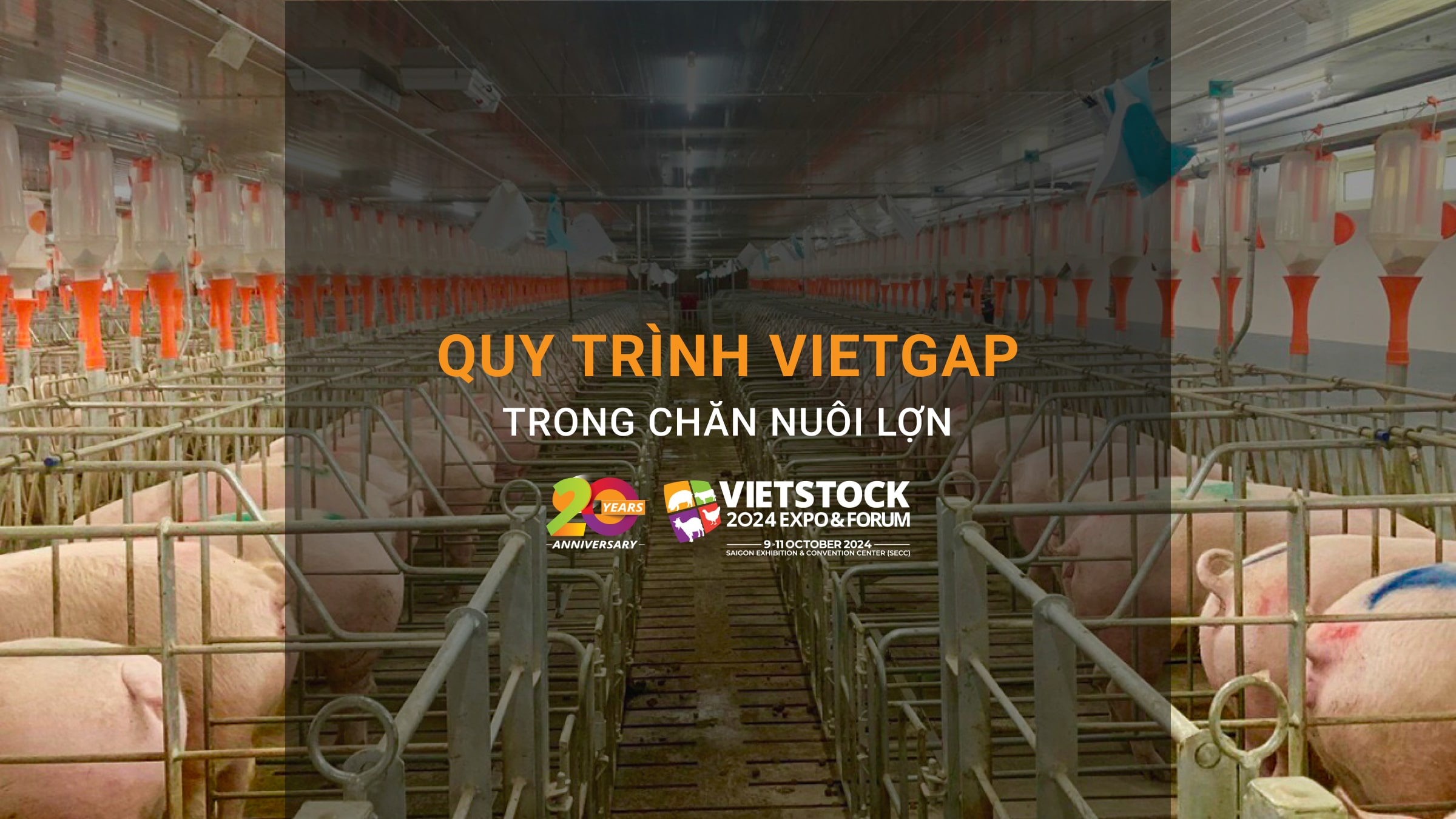 Quy trình VietGAP trong chăn nuôi lợn - Tìm hiểu chi tiết