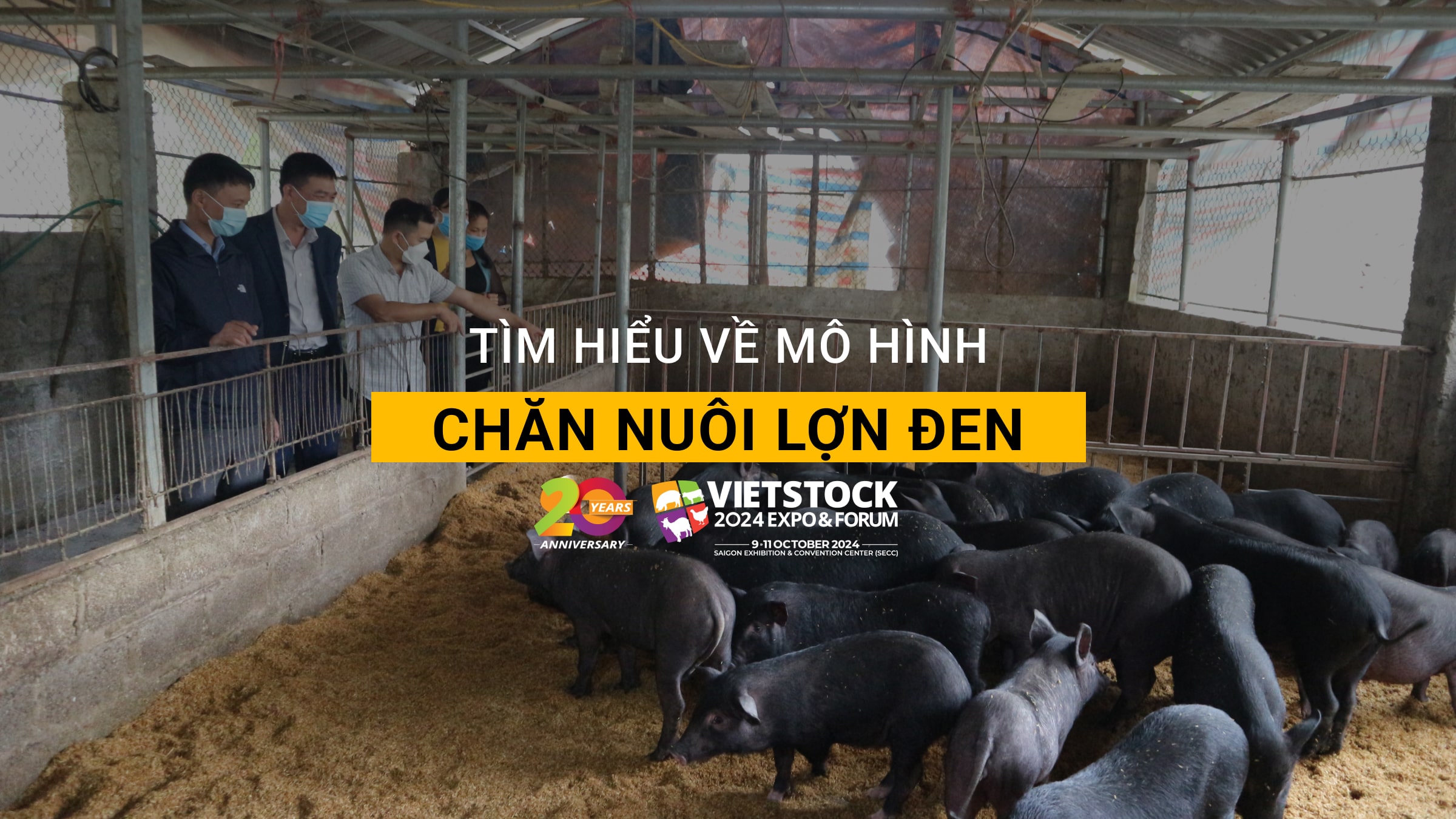 Tìm hiểu về mô hình chăn nuôi lợn đen