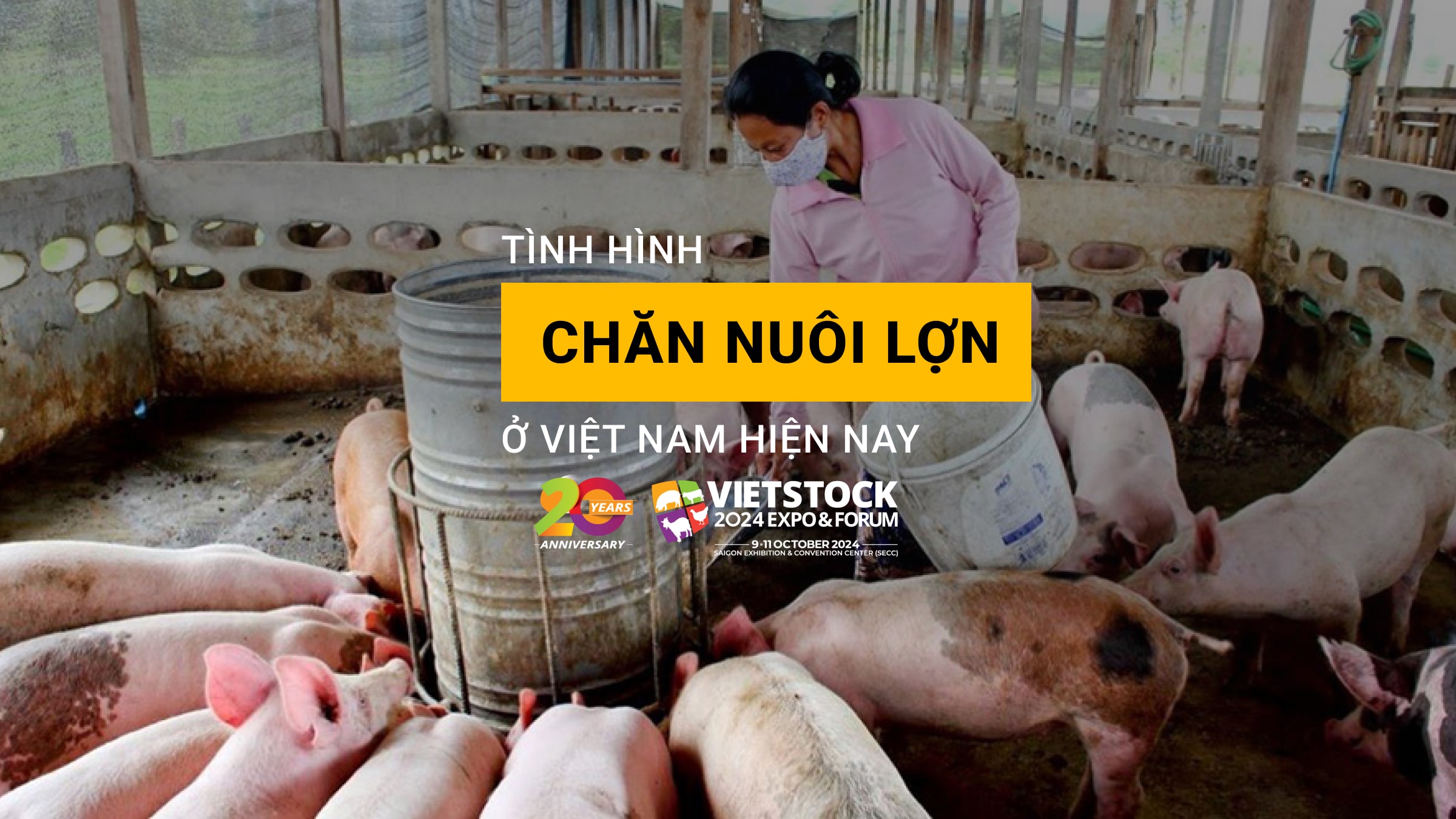 Tình hình chăn nuôi lợn ở Việt Nam hiện nay