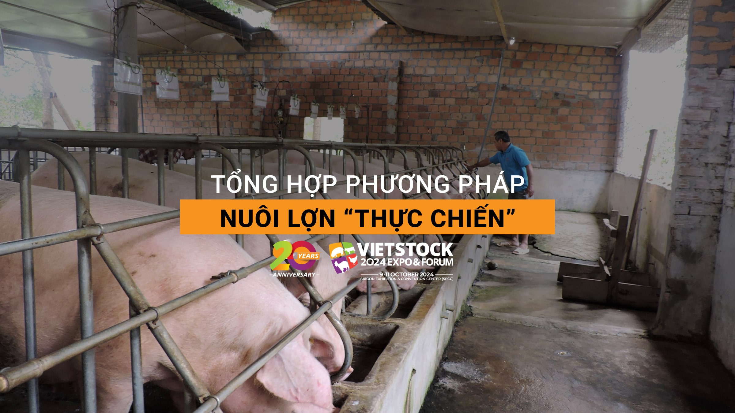 Tổng hợp phương pháp chăn nuôi lợn "thực chiến", hiệu quả cao hiện nay