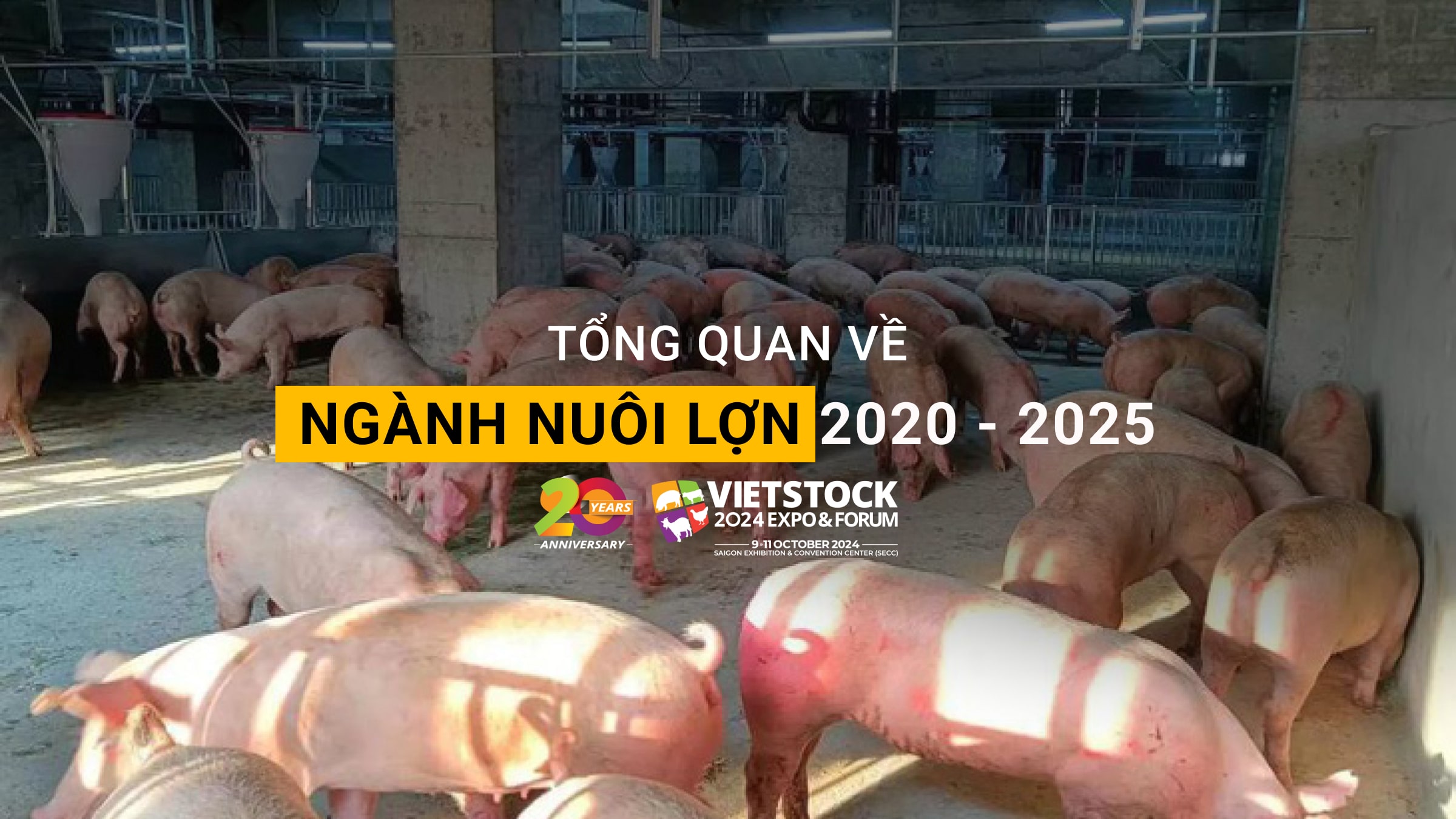 Tổng quan về ngành chăn nuôi lợn từ năm 2020 - 2025