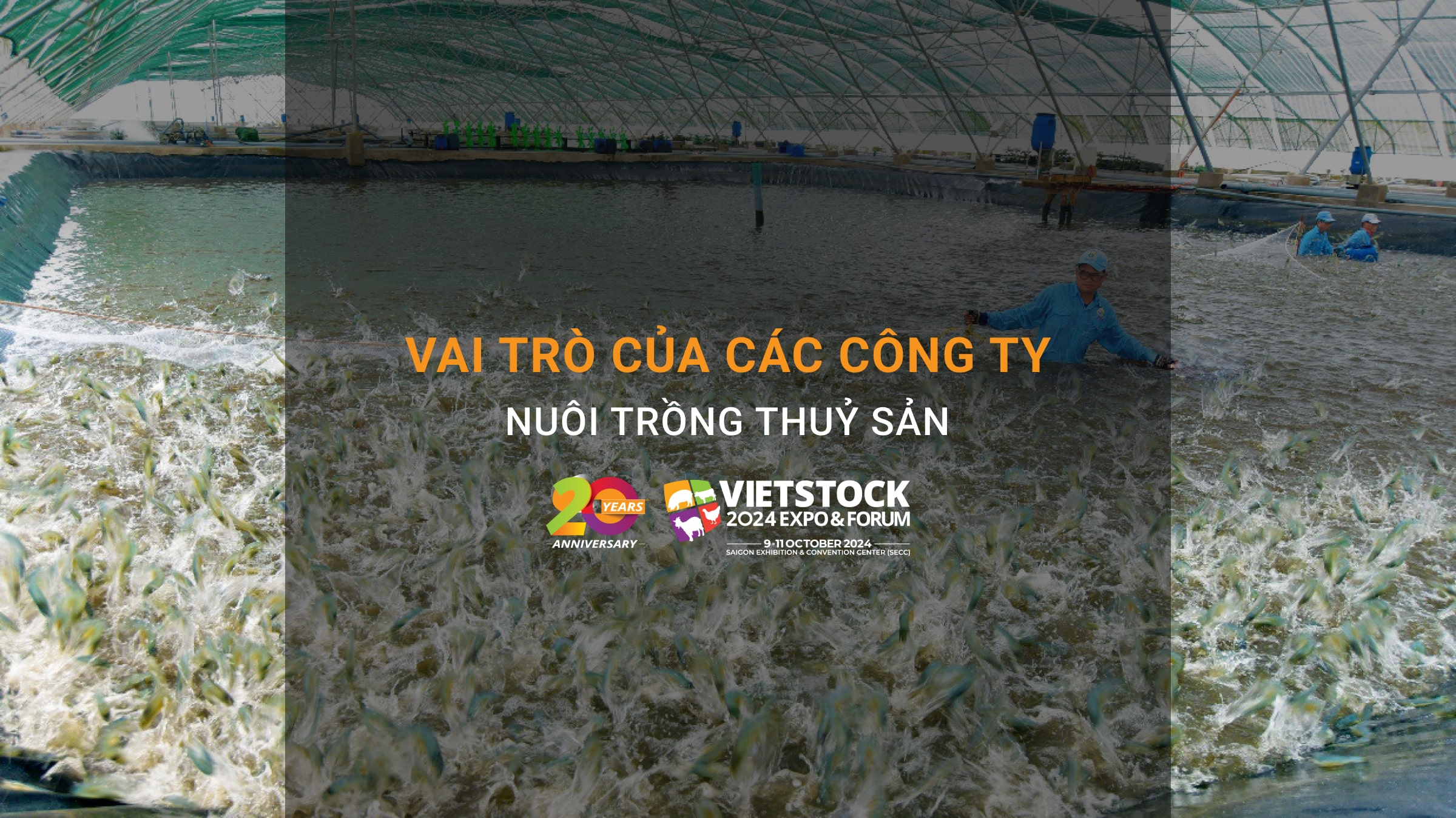 Nâng tầm giá trị thủy sản Việt Nam: Vai trò của các công ty nuôi trồng thuỷ sản