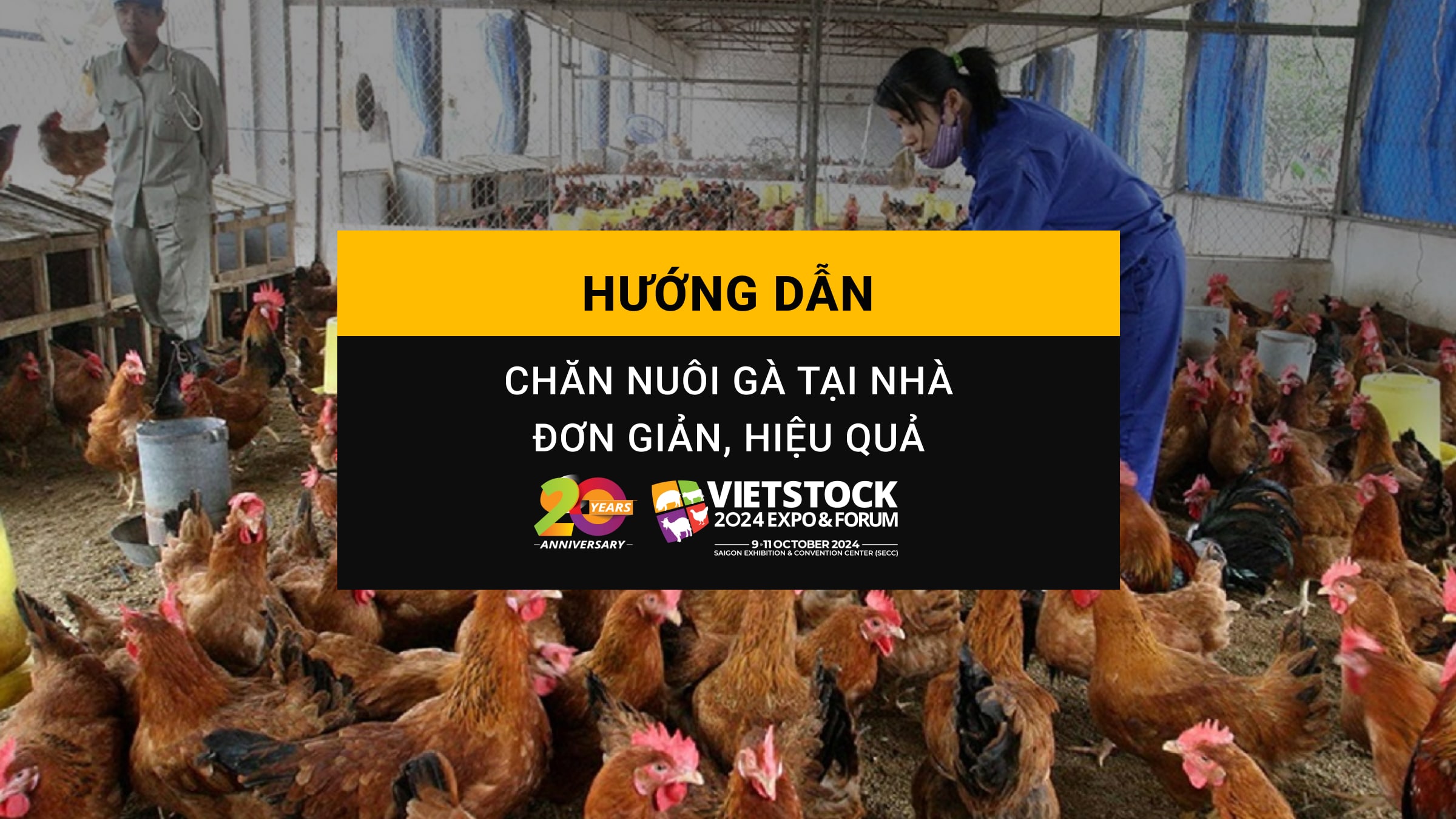 Hướng dẫn chăn nuôi gà tại nhà: Đơn giản, hiệu quả