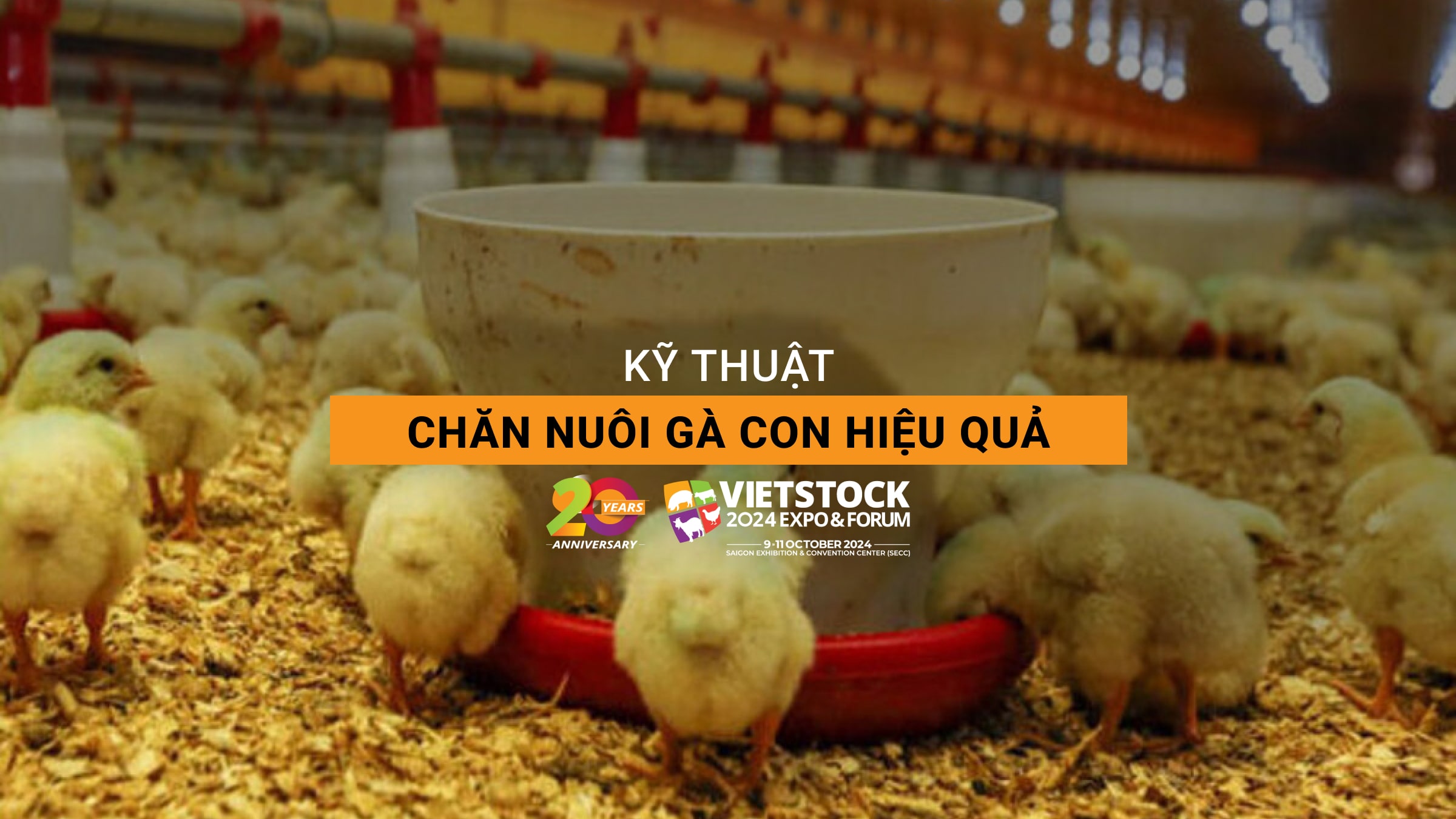 Kỹ thuật chăn nuôi gà con hiệu quả cho người mới bắt đầu