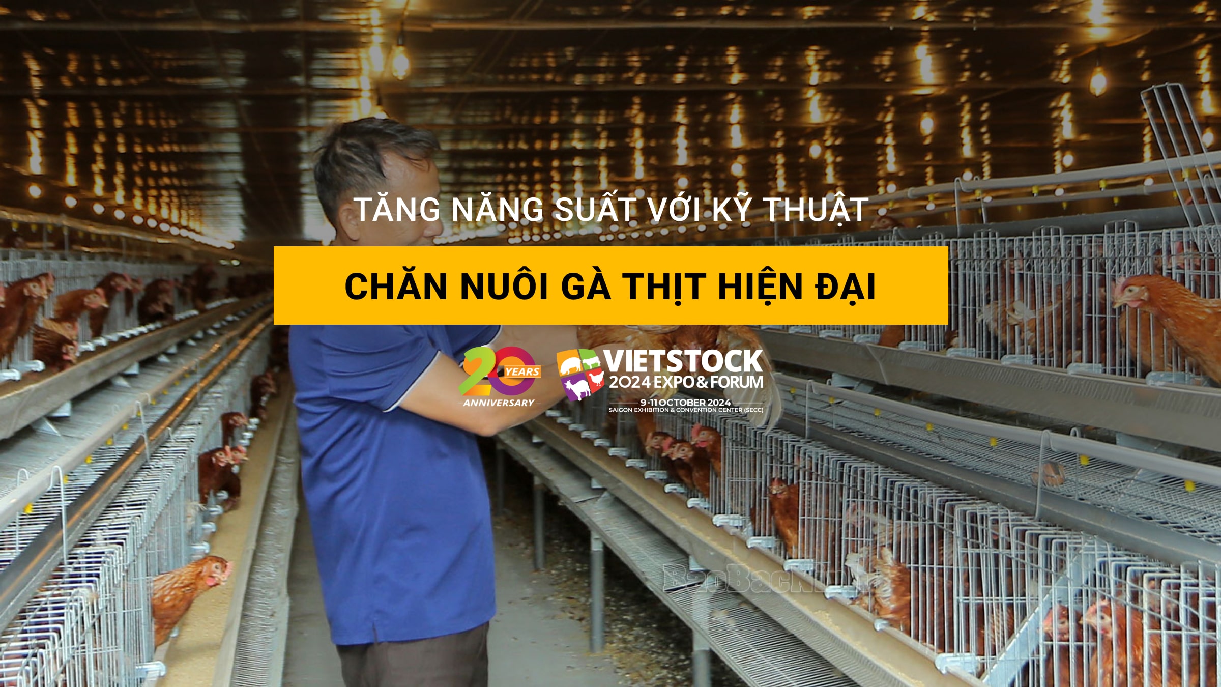 Tăng năng suất thịt gấp đôi với kỹ thuật chăn nuôi gà thịt hiện đại