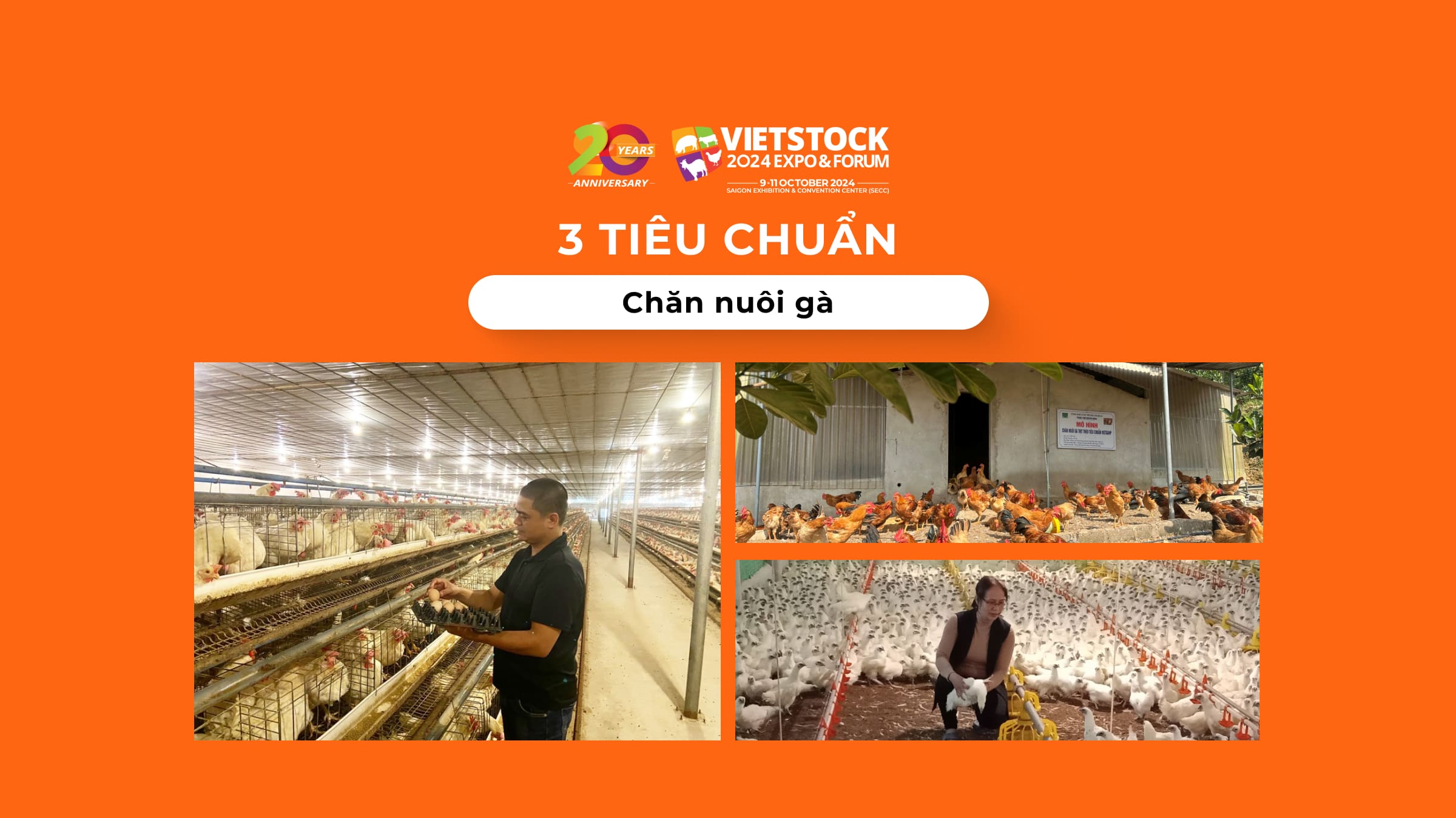 3 Loại tiêu chuẩn chăn nuôi gà