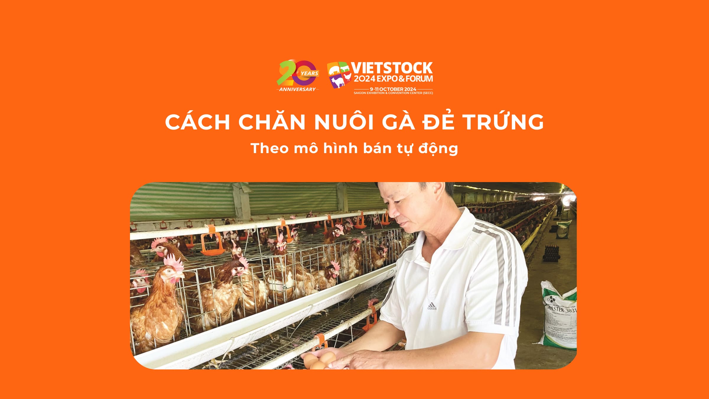 Cách chăn nuôi gà đẻ trứng theo mô hình bán tự động