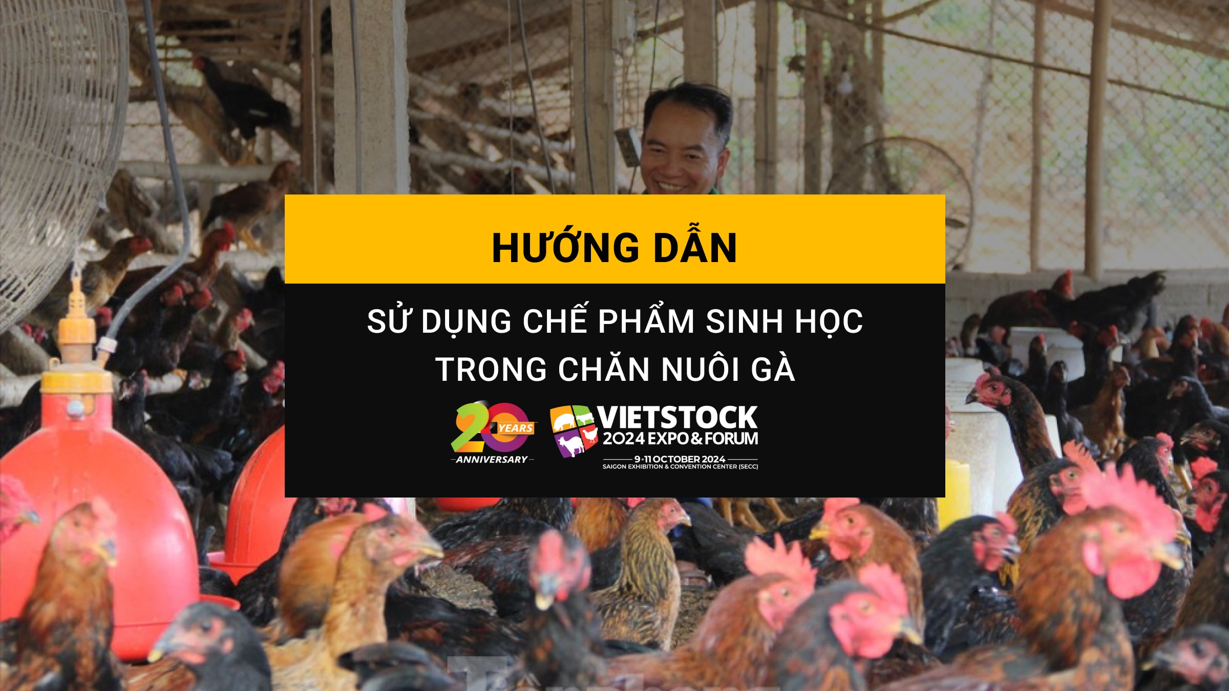 Hướng dẫn sử dụng chế phẩm sinh học trong chăn nuôi gà