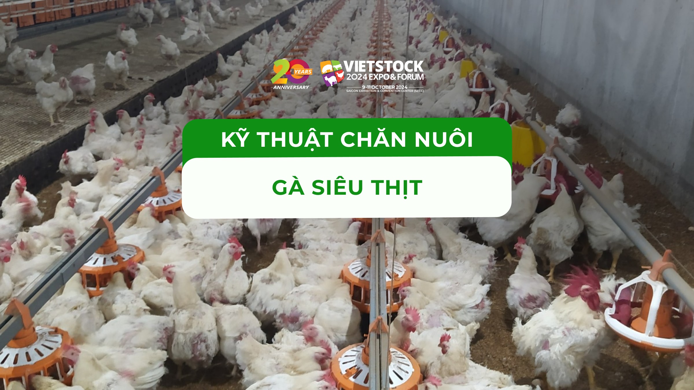 Kỹ thuật chăn nuôi gà siêu thịt - Lợi nhuận cao, hiệu quả nhanh chóng