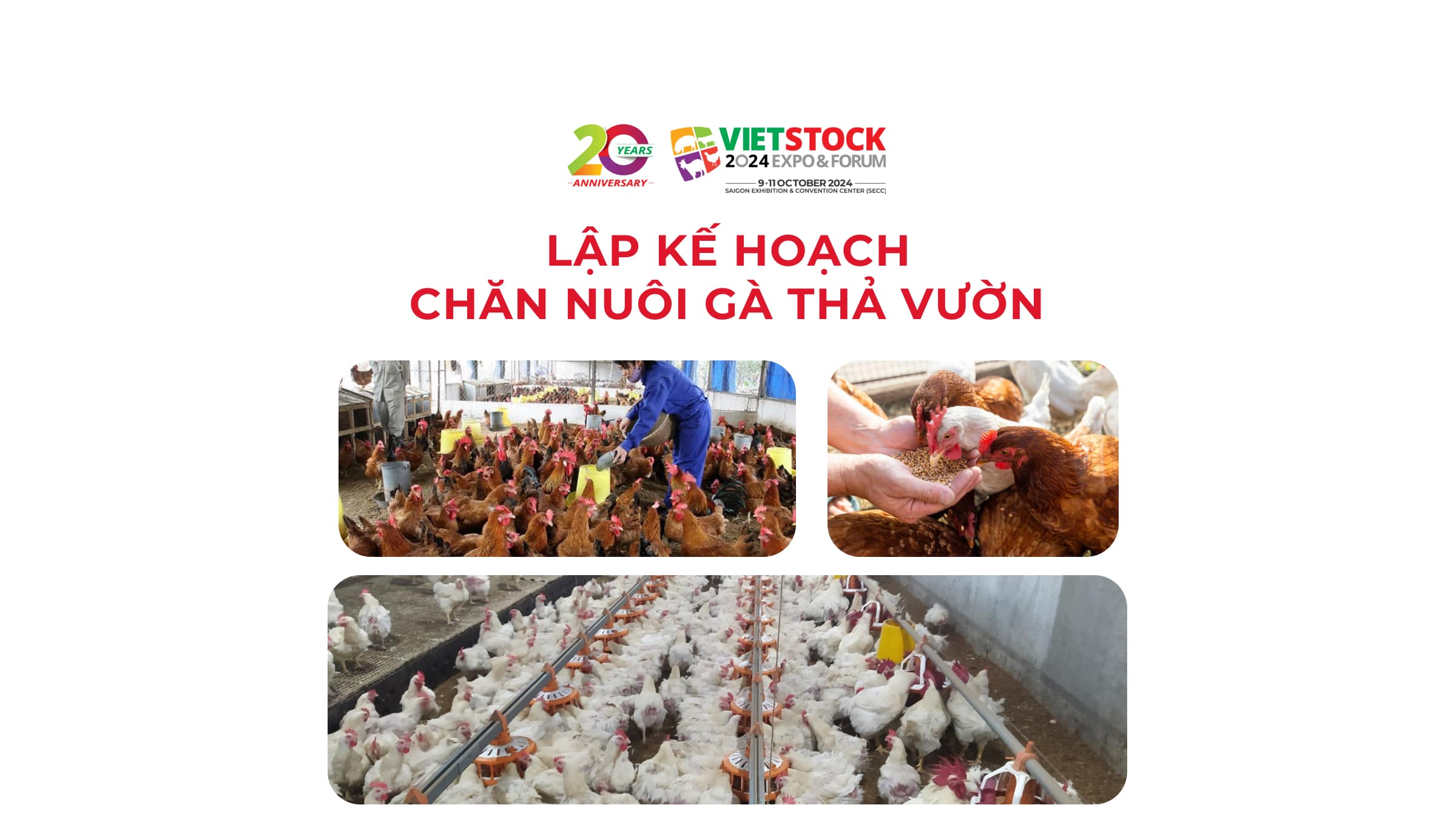 Lập kế hoạch chăn nuôi gà thả vườn hiệu quả, năng suất cao