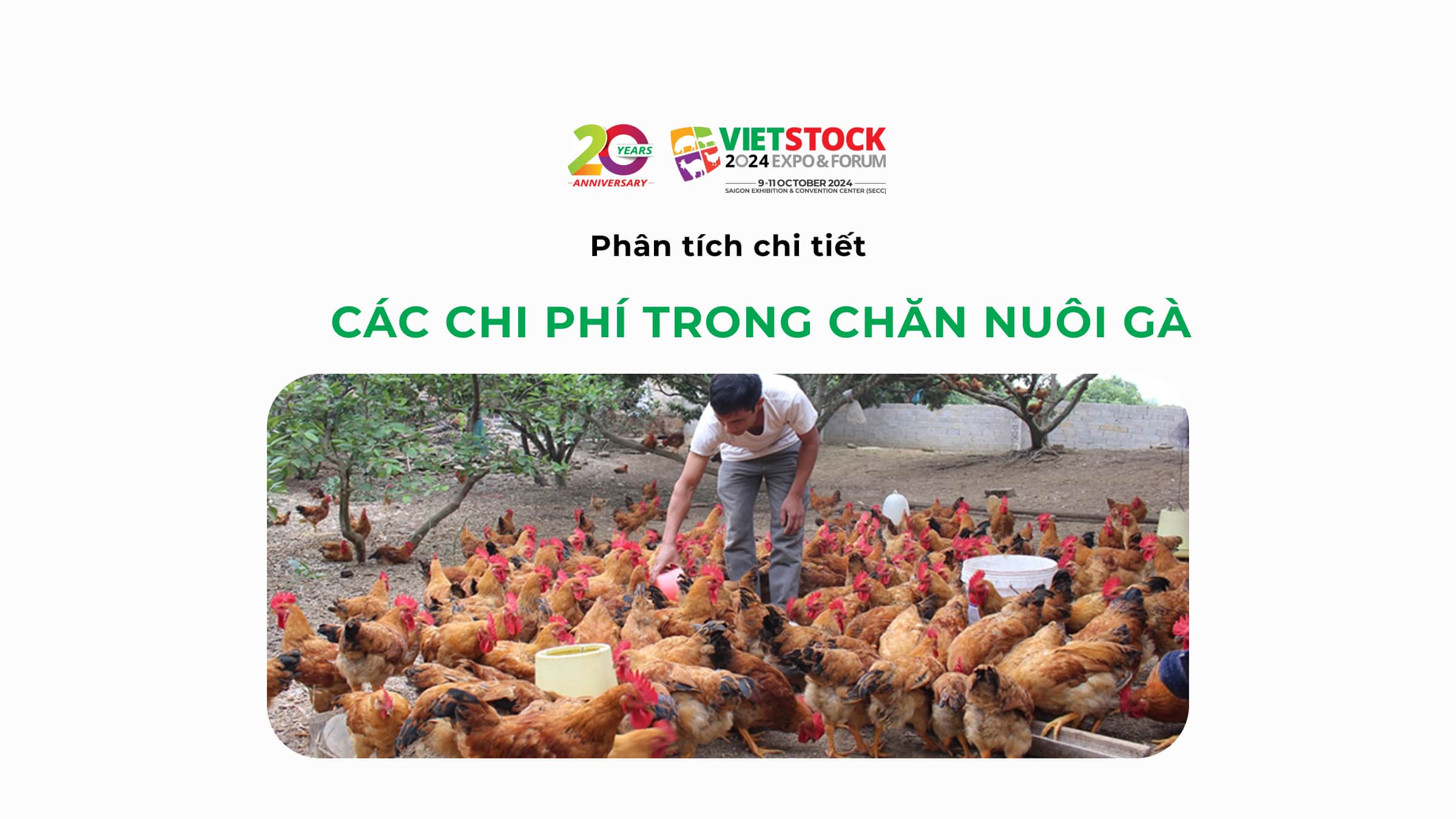 Phân tích chi tiết các chi phí trong chăn nuôi gà