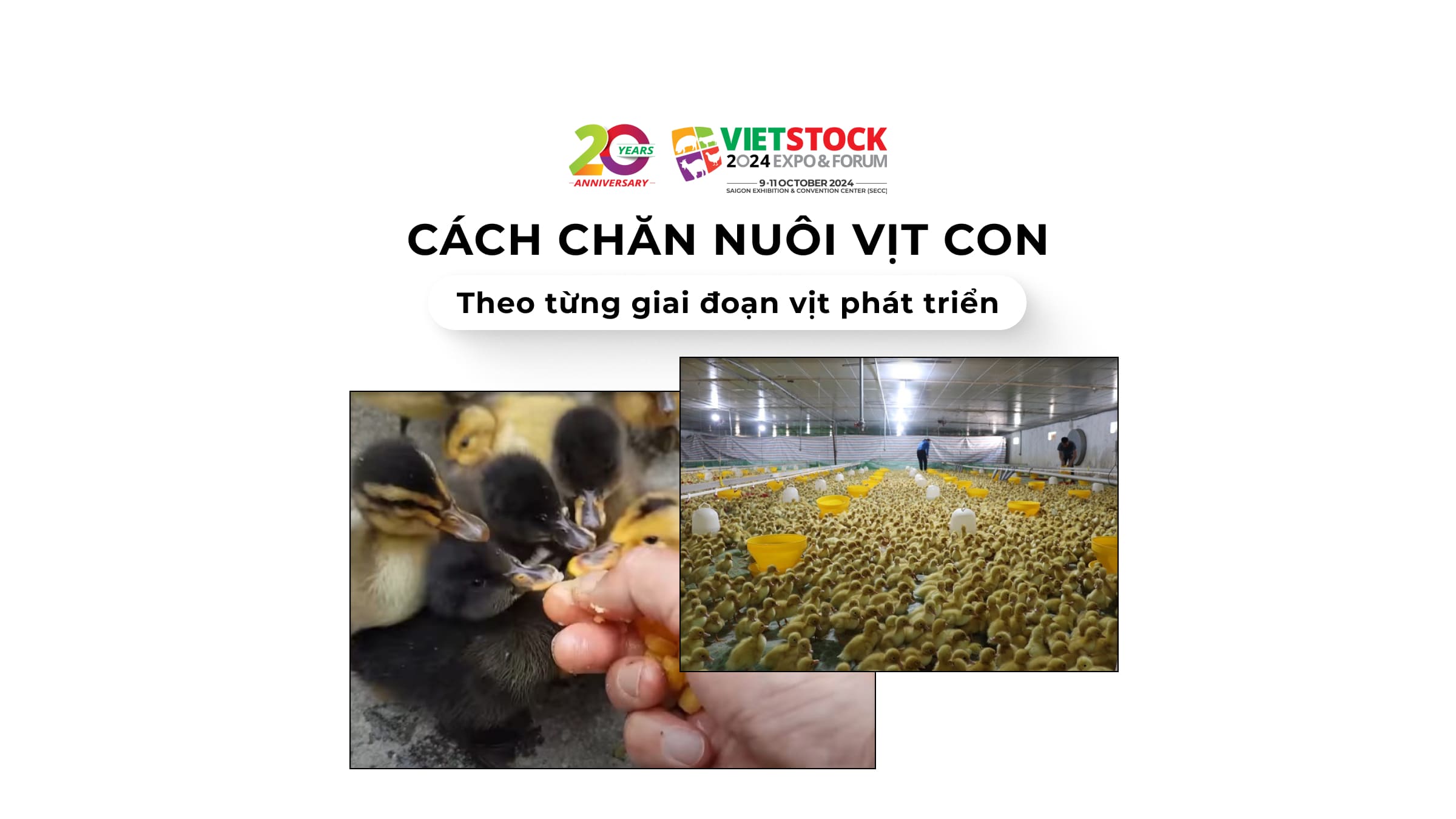 Cách chăn nuôi vịt con theo từng giai đoạn phát triển