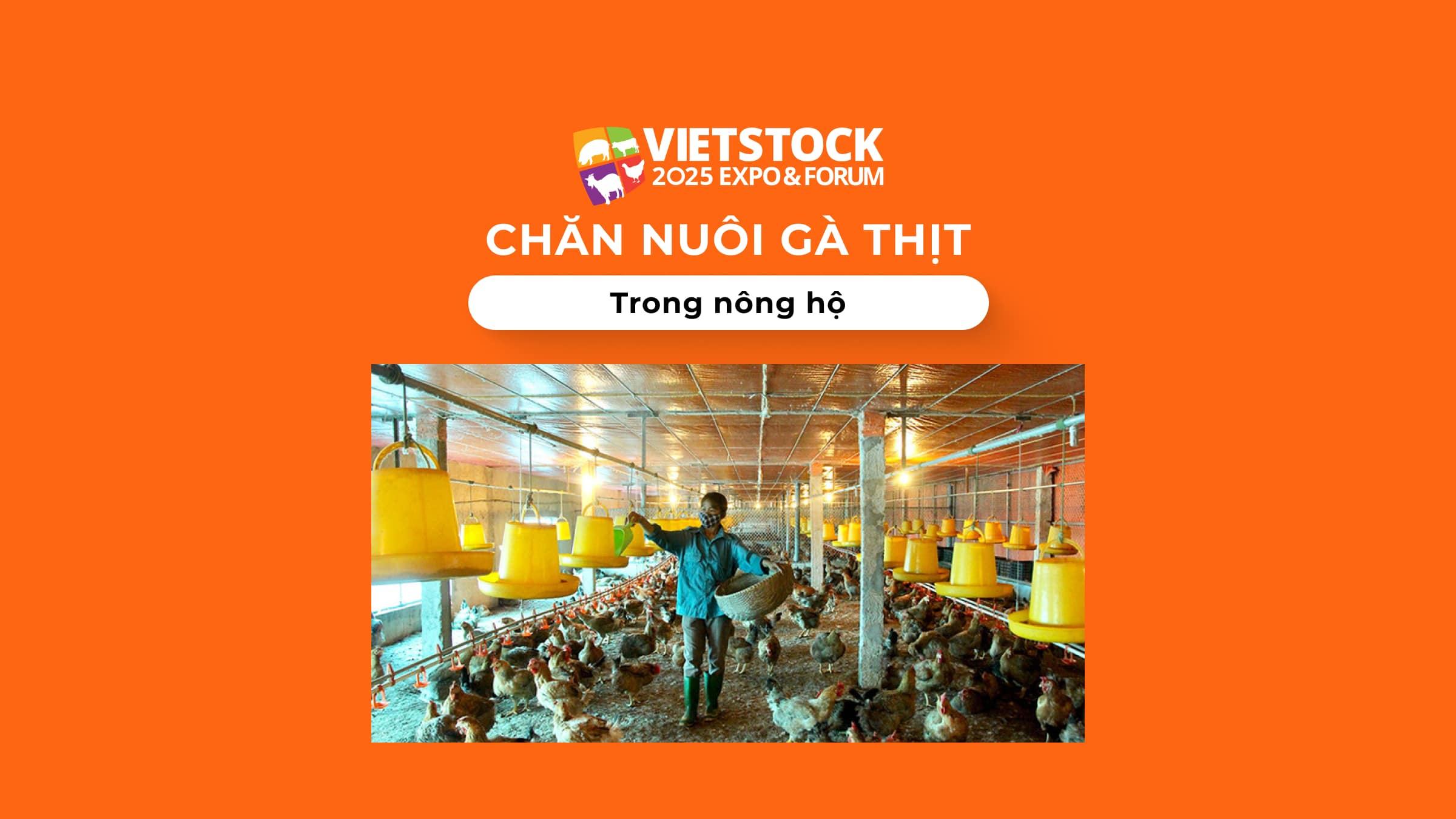 Chăn nuôi gà thịt trong nông hộ: Những sai lầm thường gặp và cách khắc phục