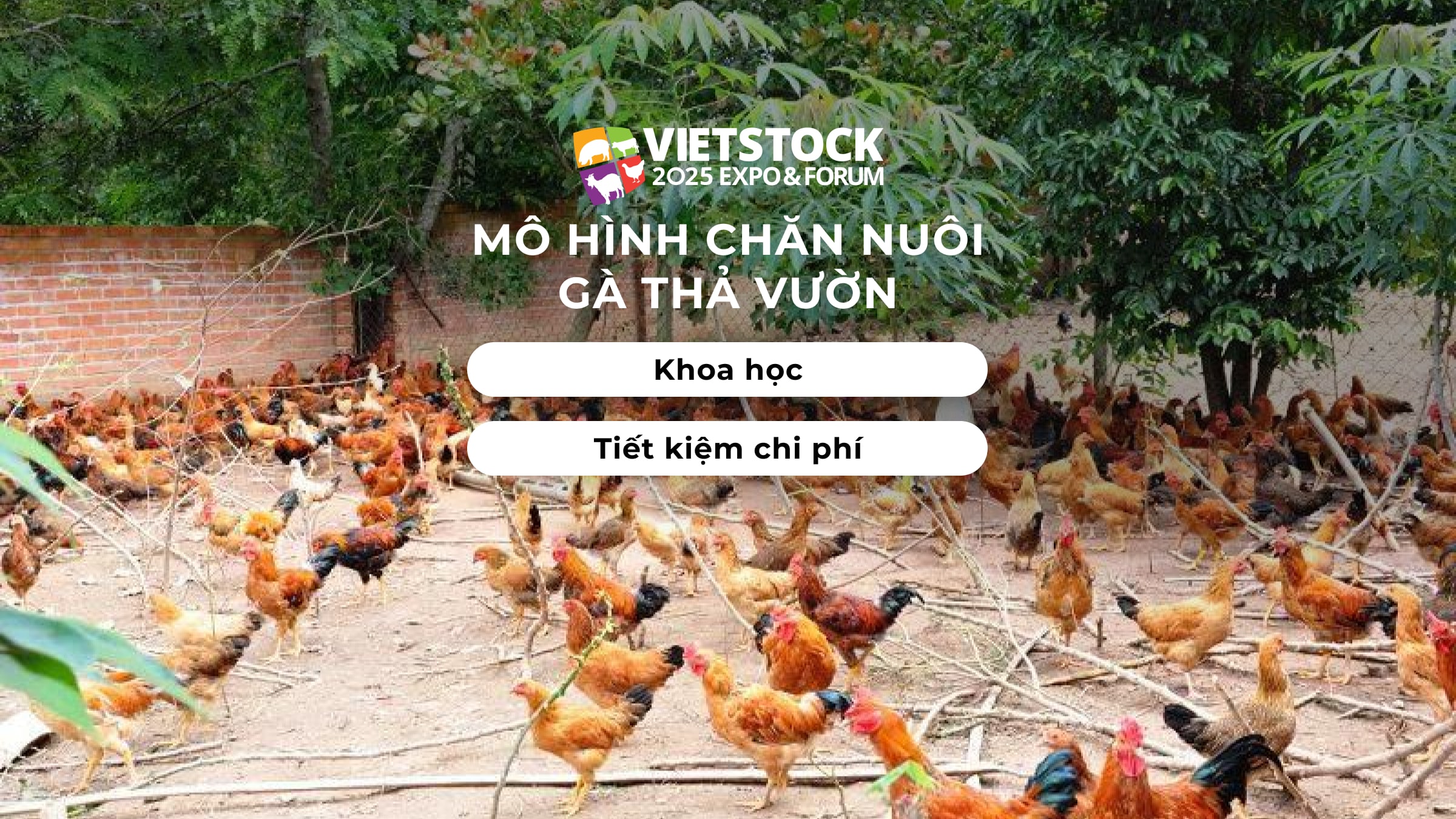 Mô hình chăn nuôi gà thả vườn khoa học, tiết kiệm chi phí