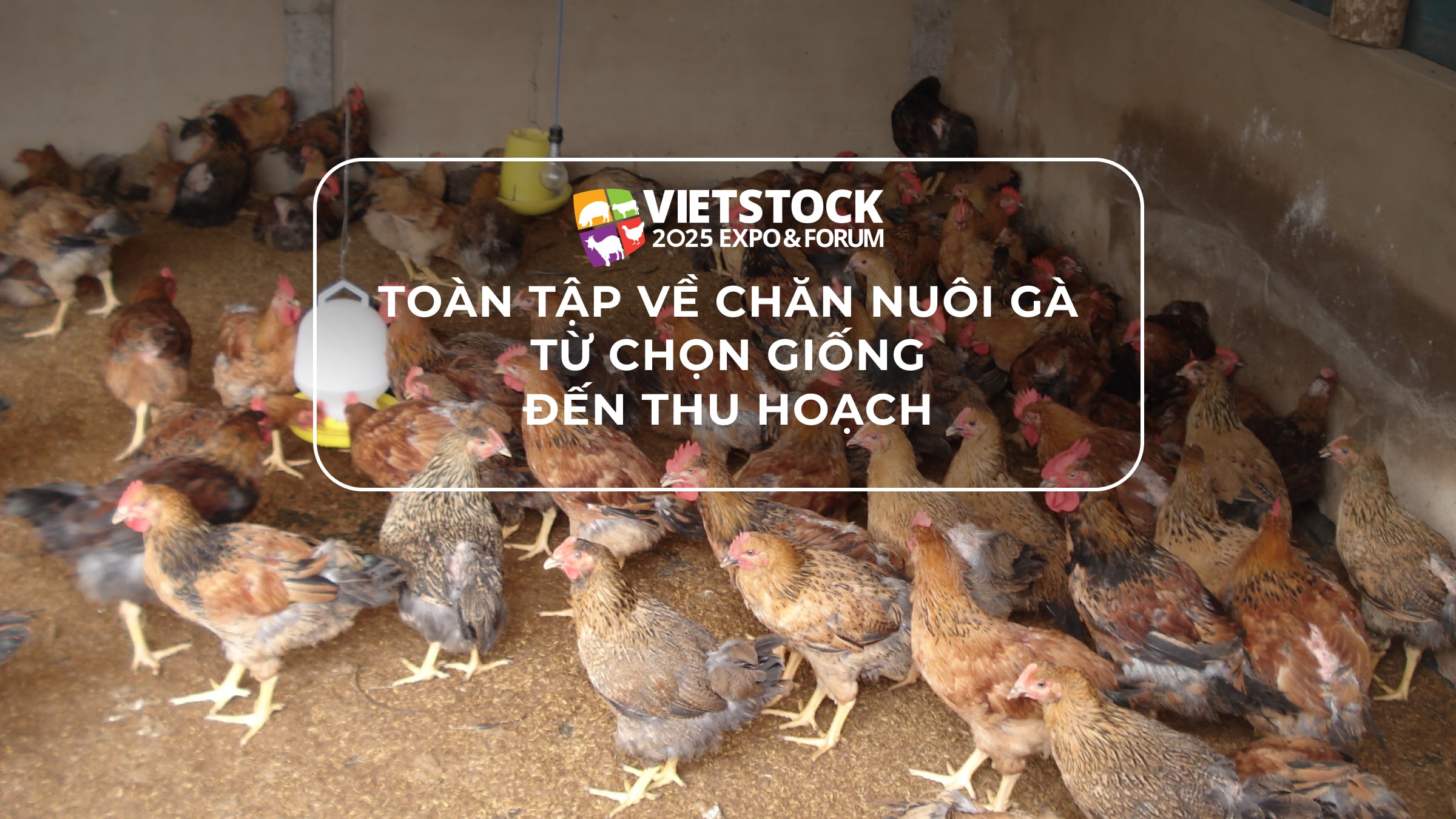 Toàn tập về chăn nuôi gà: Từ chọn giống đến thu hoạch