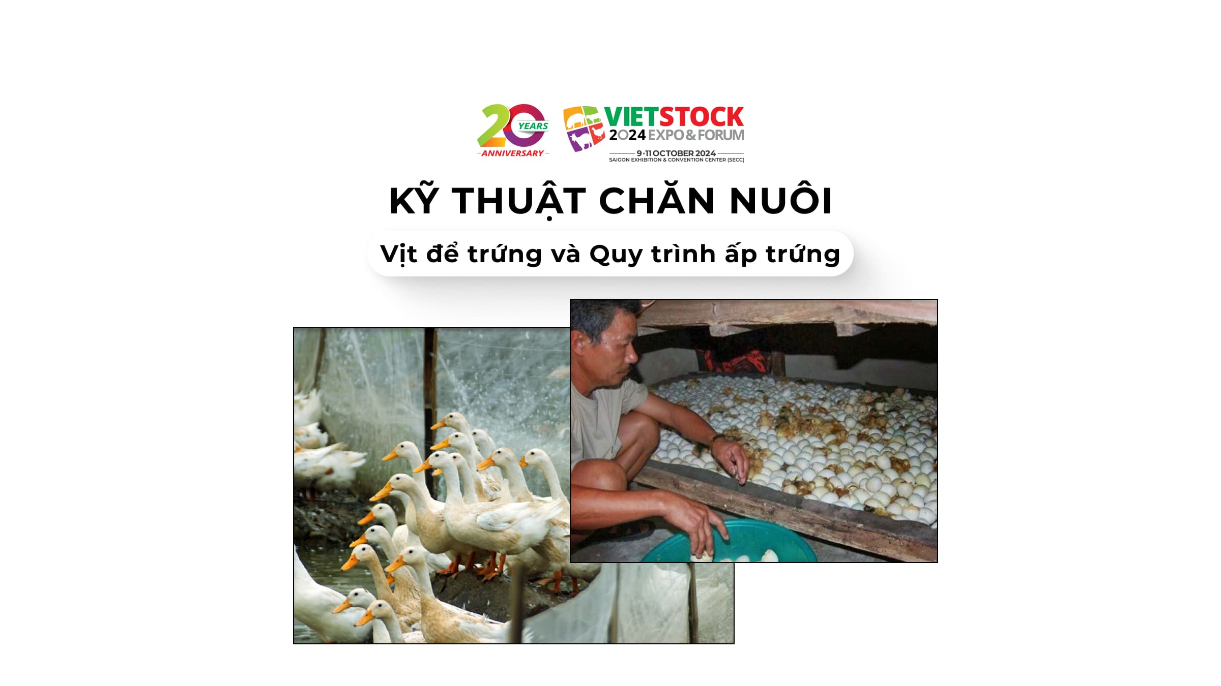 Kỹ thuật chăn nuôi vịt đẻ trứng và Quy trình ấp trứng vịt đạt hiệu quả