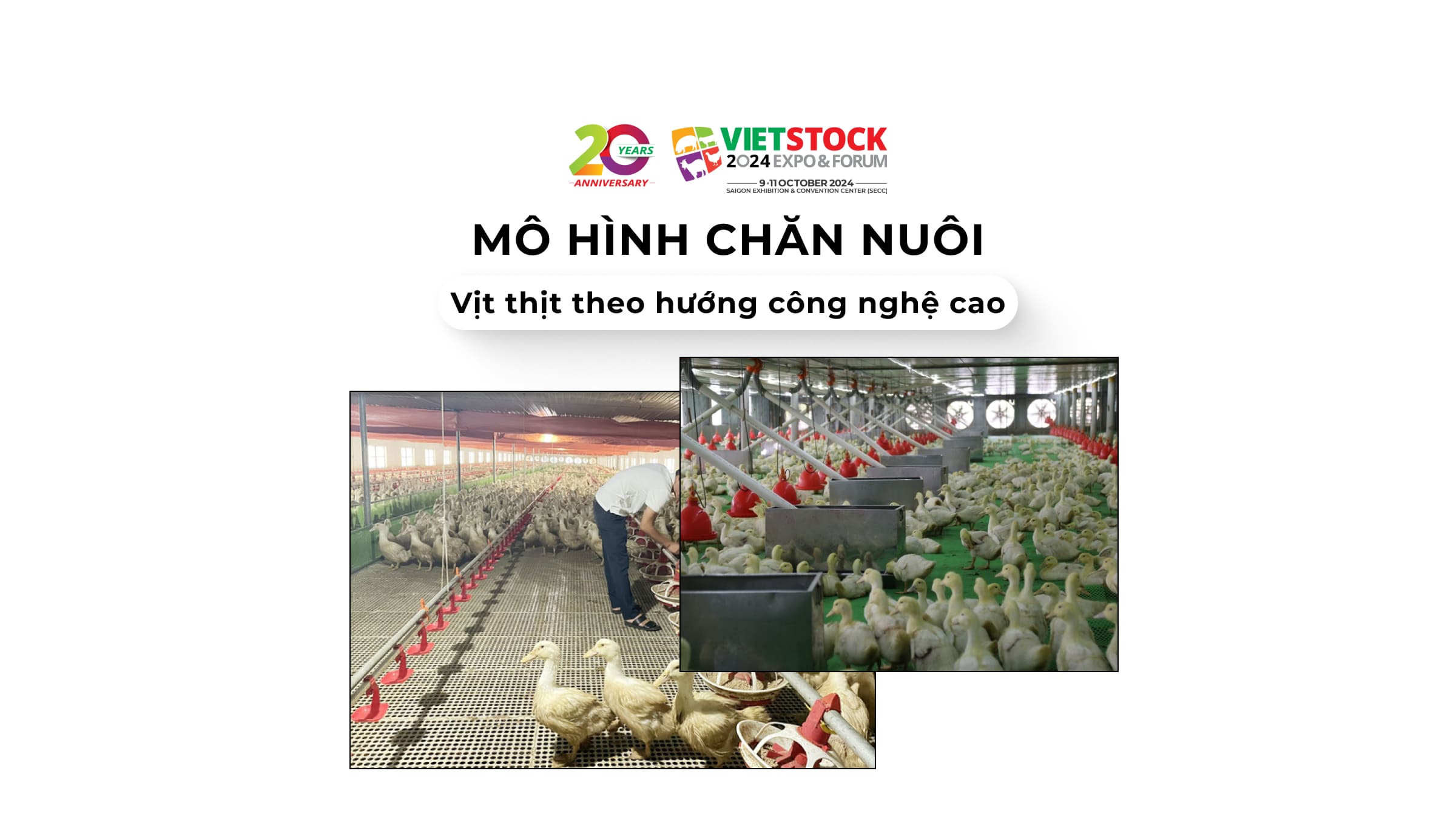 Mô hình chăn nuôi vịt thịt công nghệ cao, hướng đi mới để phát triển kinh tế toàn diện