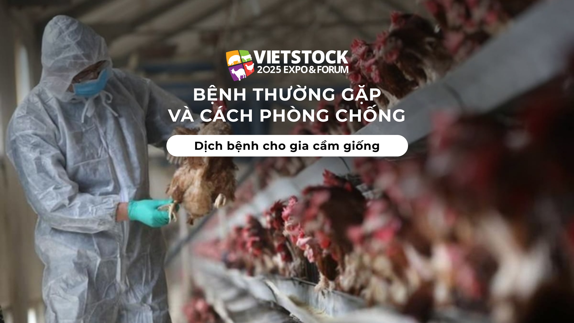 Bệnh thường gặp và cách phòng chống dịch bệnh cho gia cầm giống