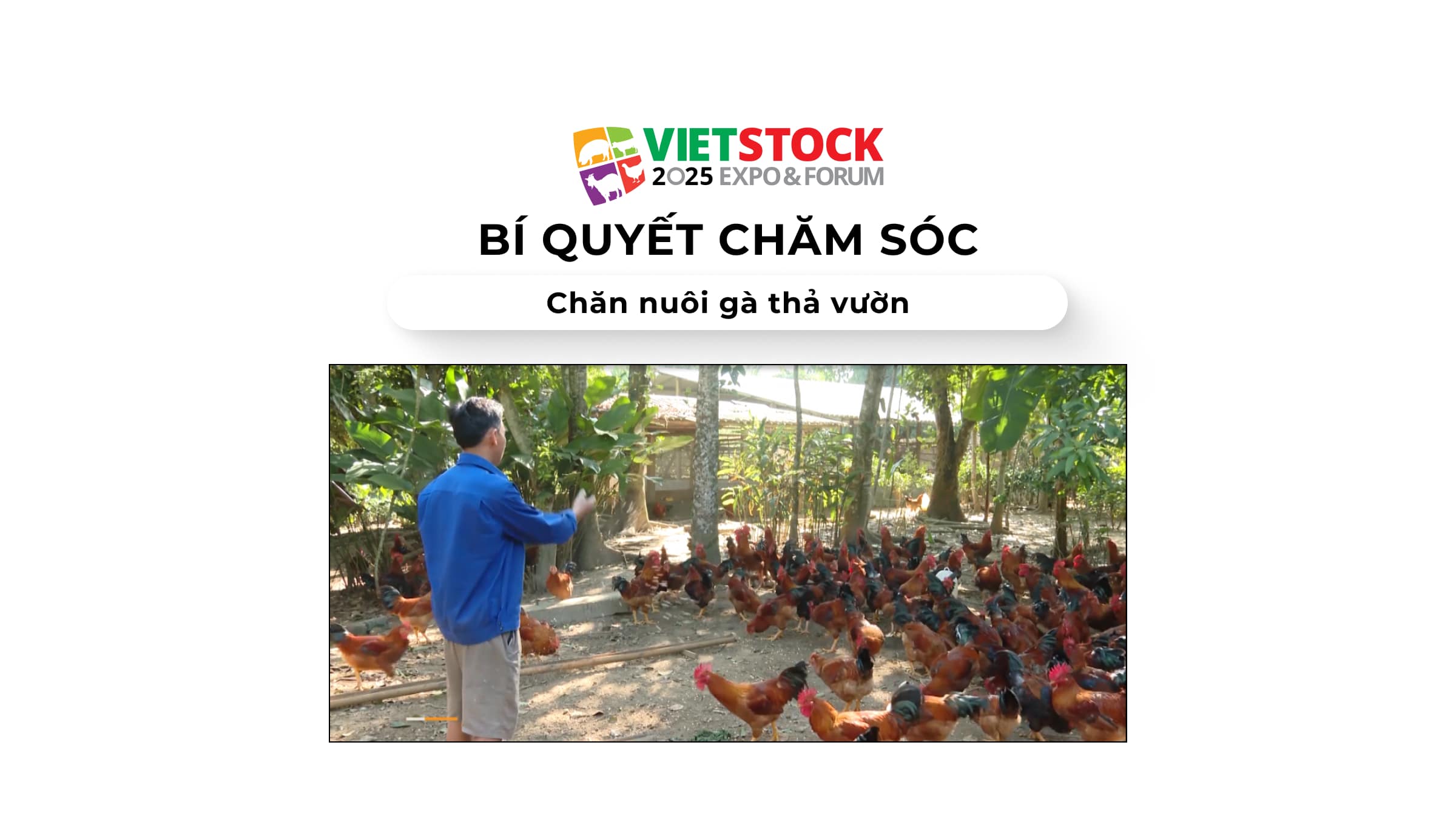 Bí quyết chăm sóc và Chăn nuôi gà thả vườn