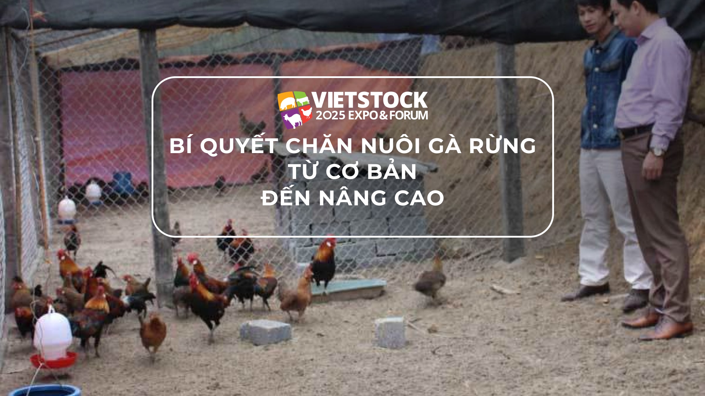 Bí quyết chăn nuôi gà rừng: từ cơ bản đến nâng cao