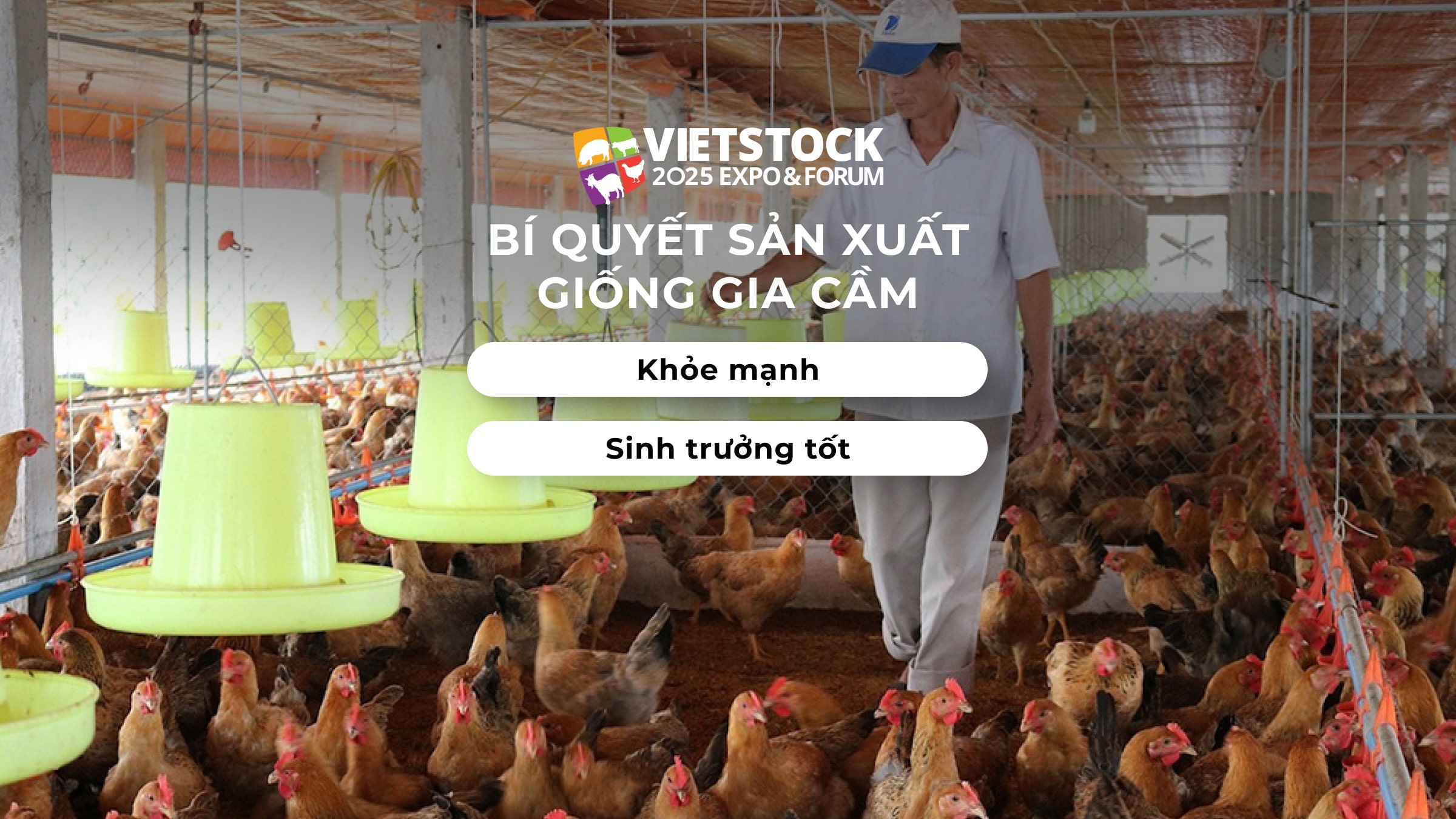 Bí quyết sản xuất giống gia cầm khỏe mạnh, sinh trưởng tốt