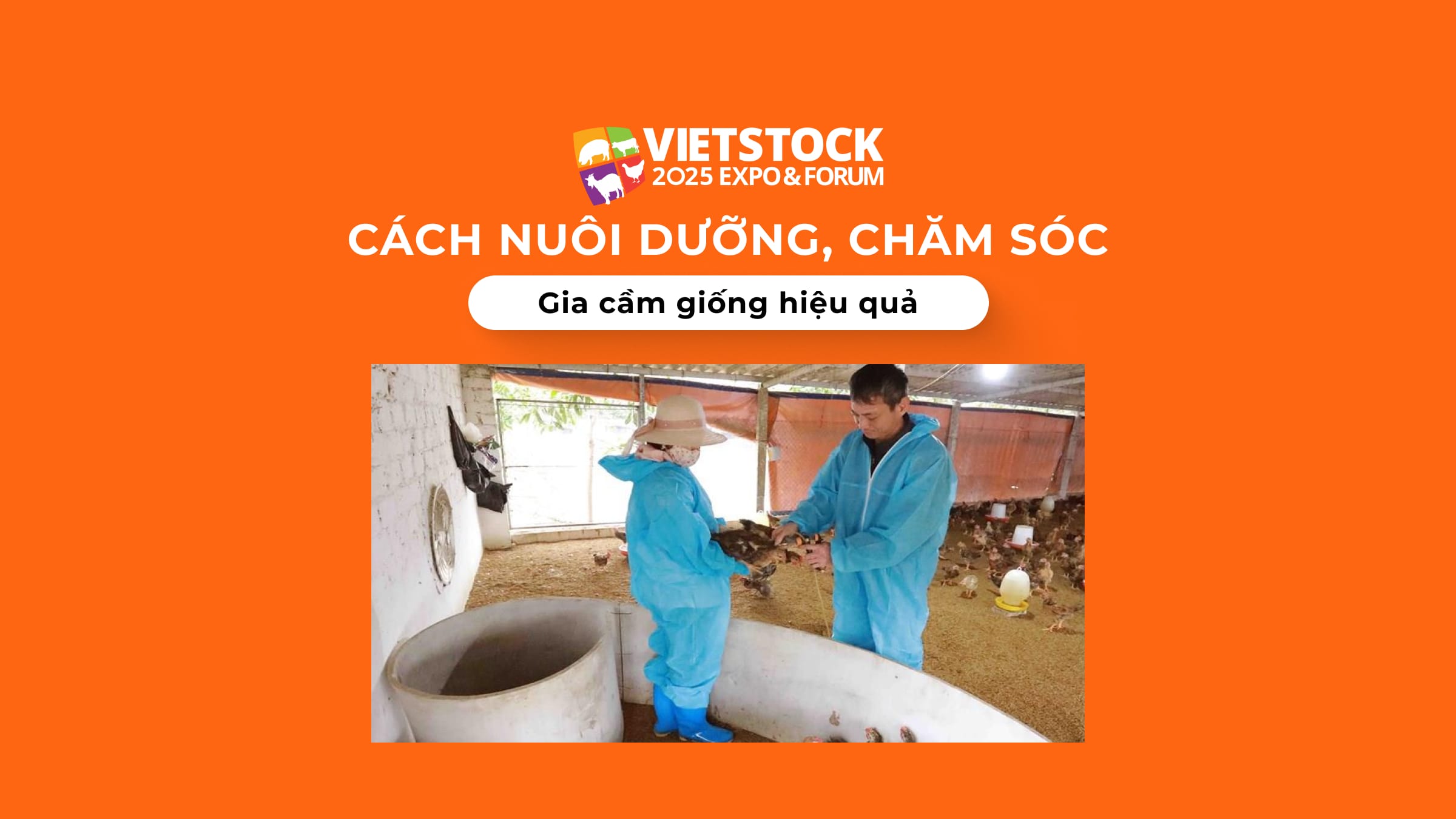 Cách nuôi dưỡng, chăm sóc gia cầm giống hiệu quả