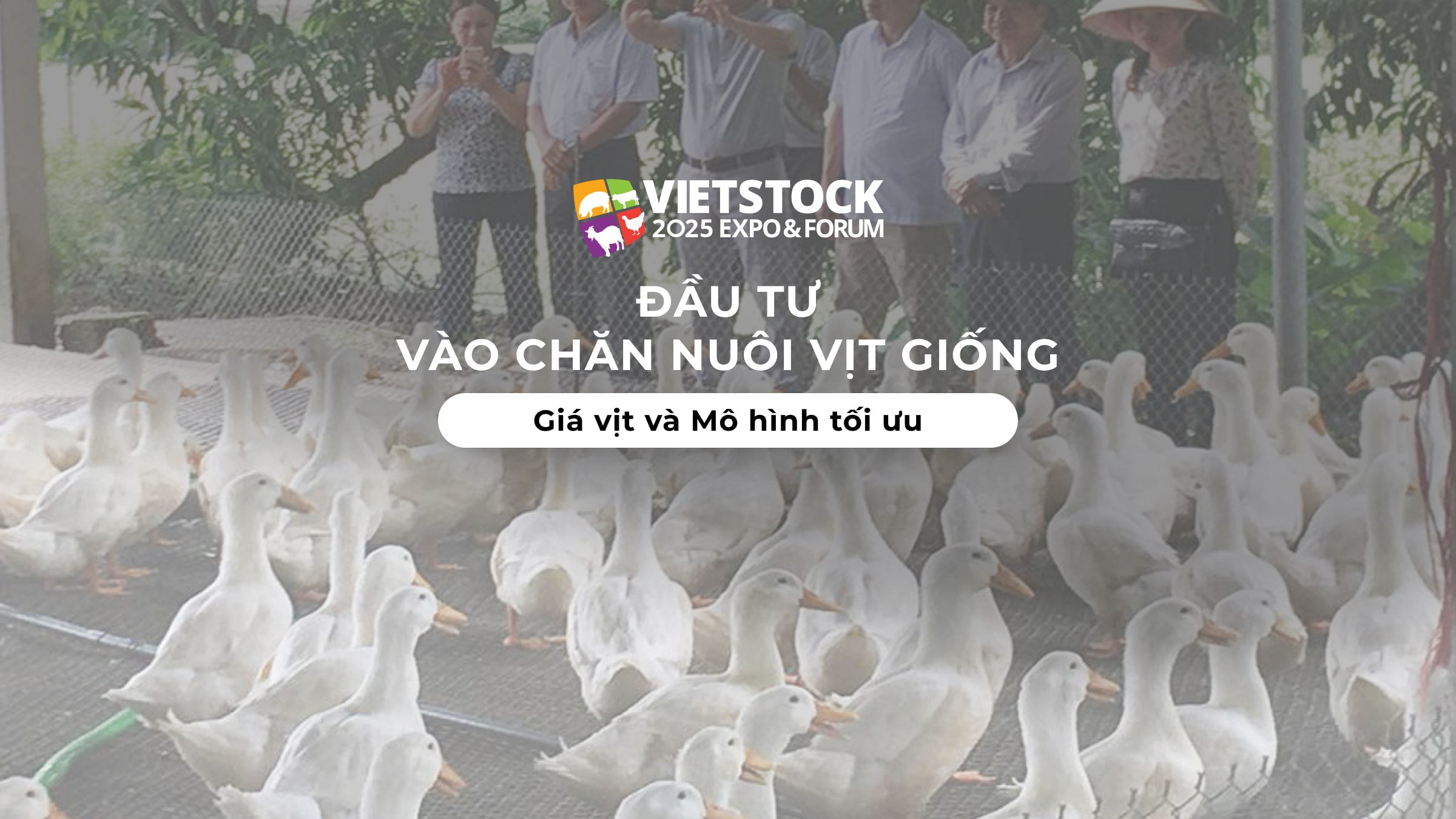 Đầu tư vào chăn nuôi vịt giống: Giá vịt và Mô hình tối ưu