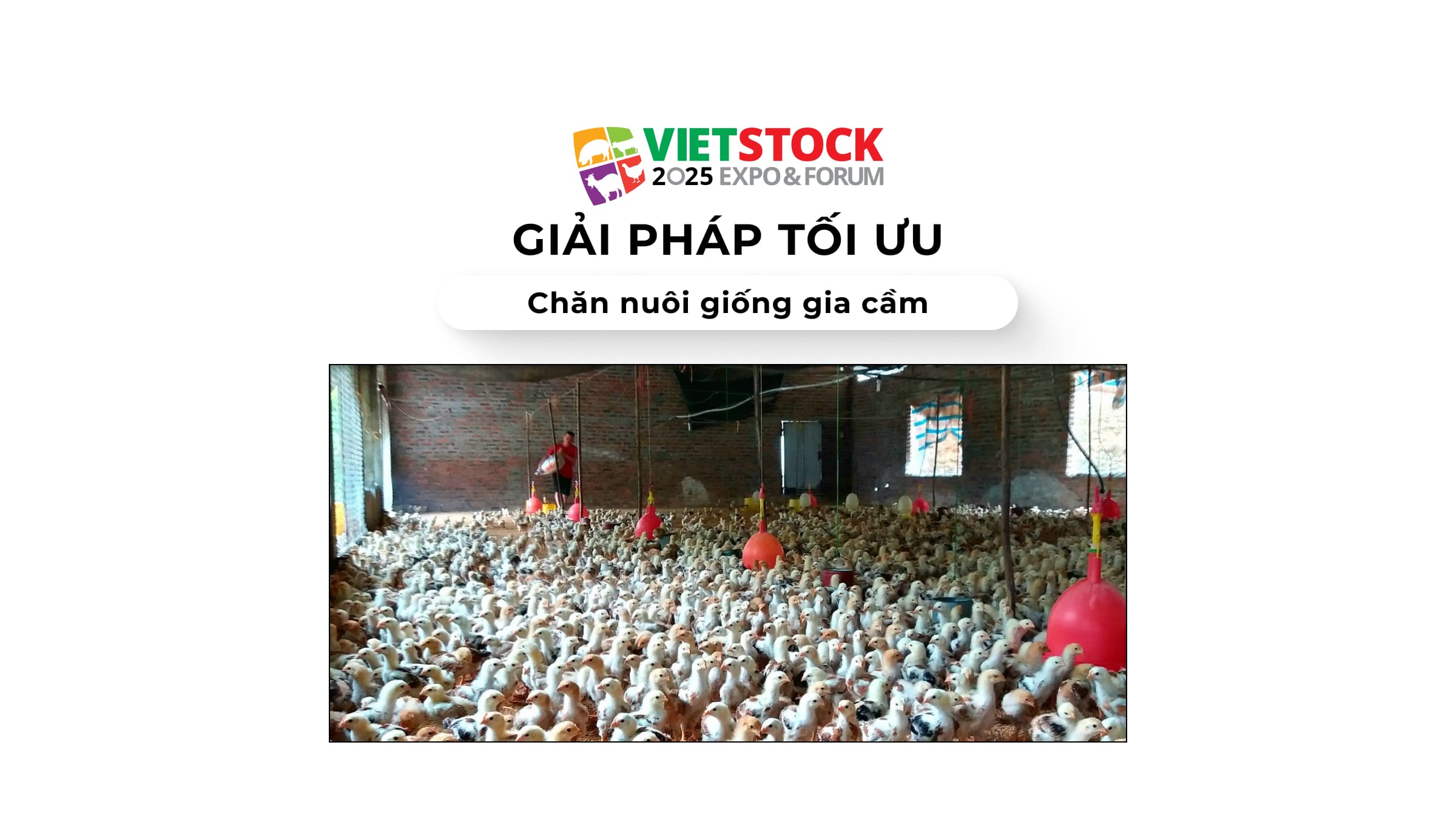 Giải pháp tối ưu cho chăn nuôi giống gia cầm