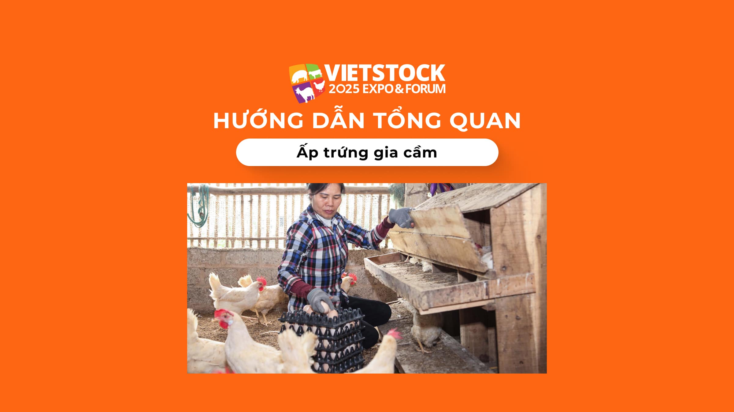 Hướng dẫn tổng quan về ấp trứng gia cầm