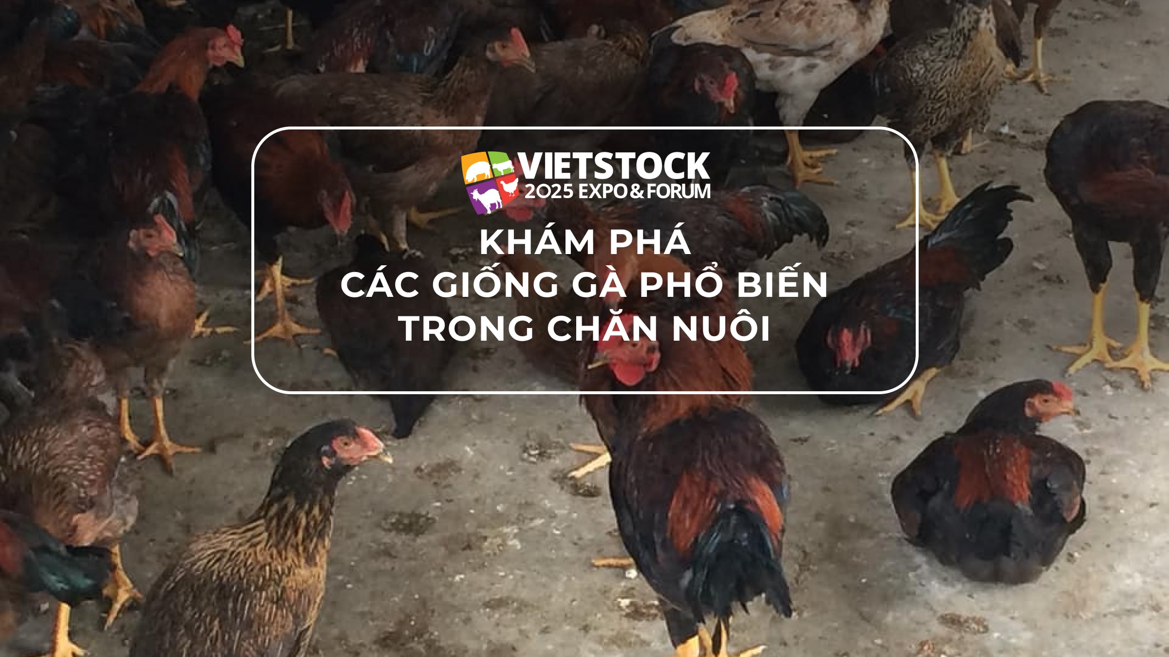 Khám phá các giống gà phổ biến trong chăn nuôi