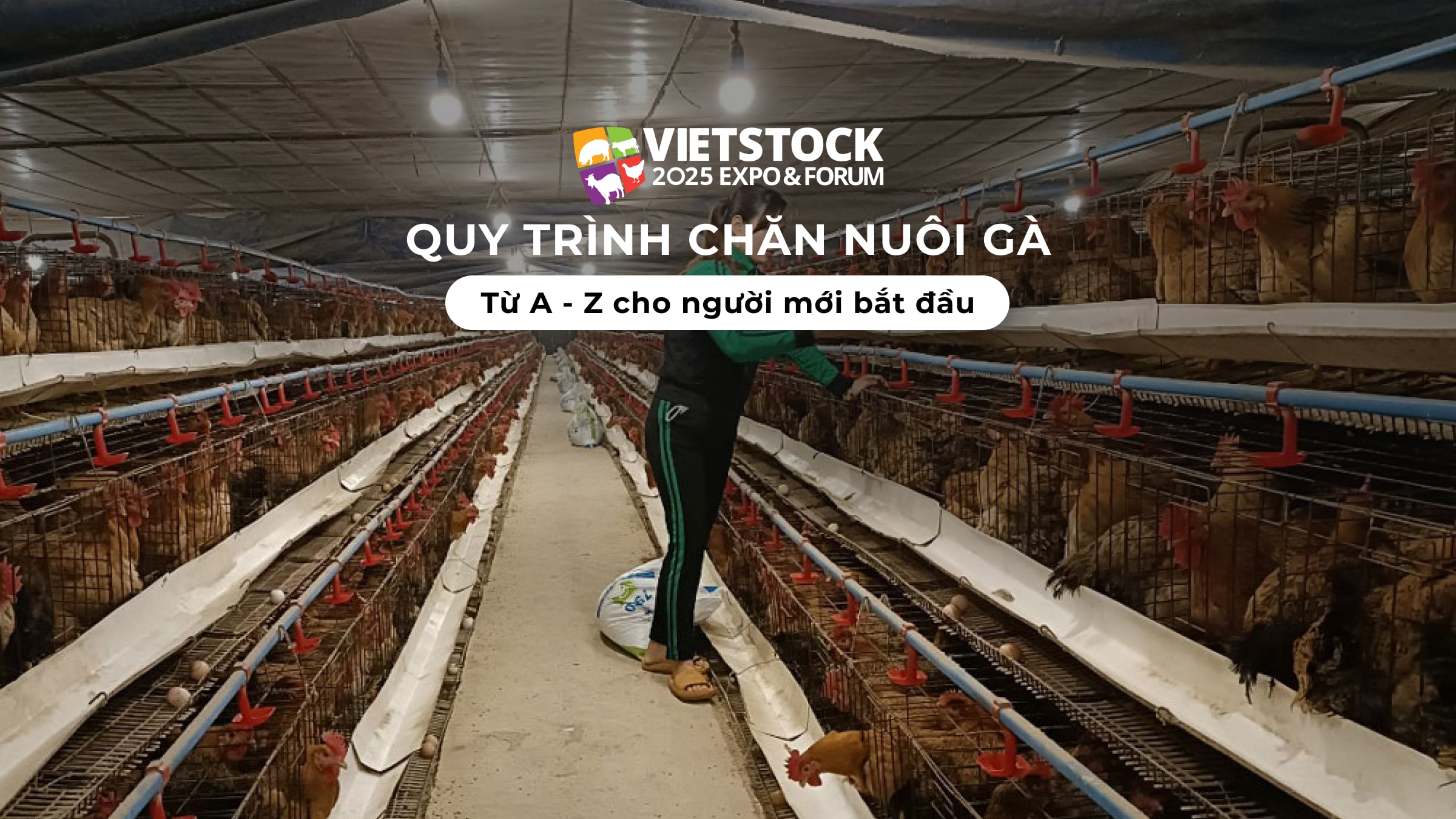 Quy trình chăn nuôi gà: Từ A đến Z cho người mới bắt đầu