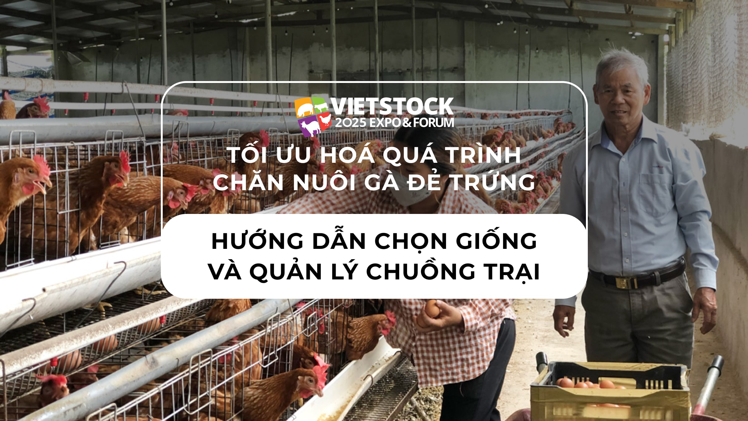 Tối uu hóa quá trình chăn nuôi gà đẻ trứng: Hướng dẫn chọn giống và Quản lý chuồng trại